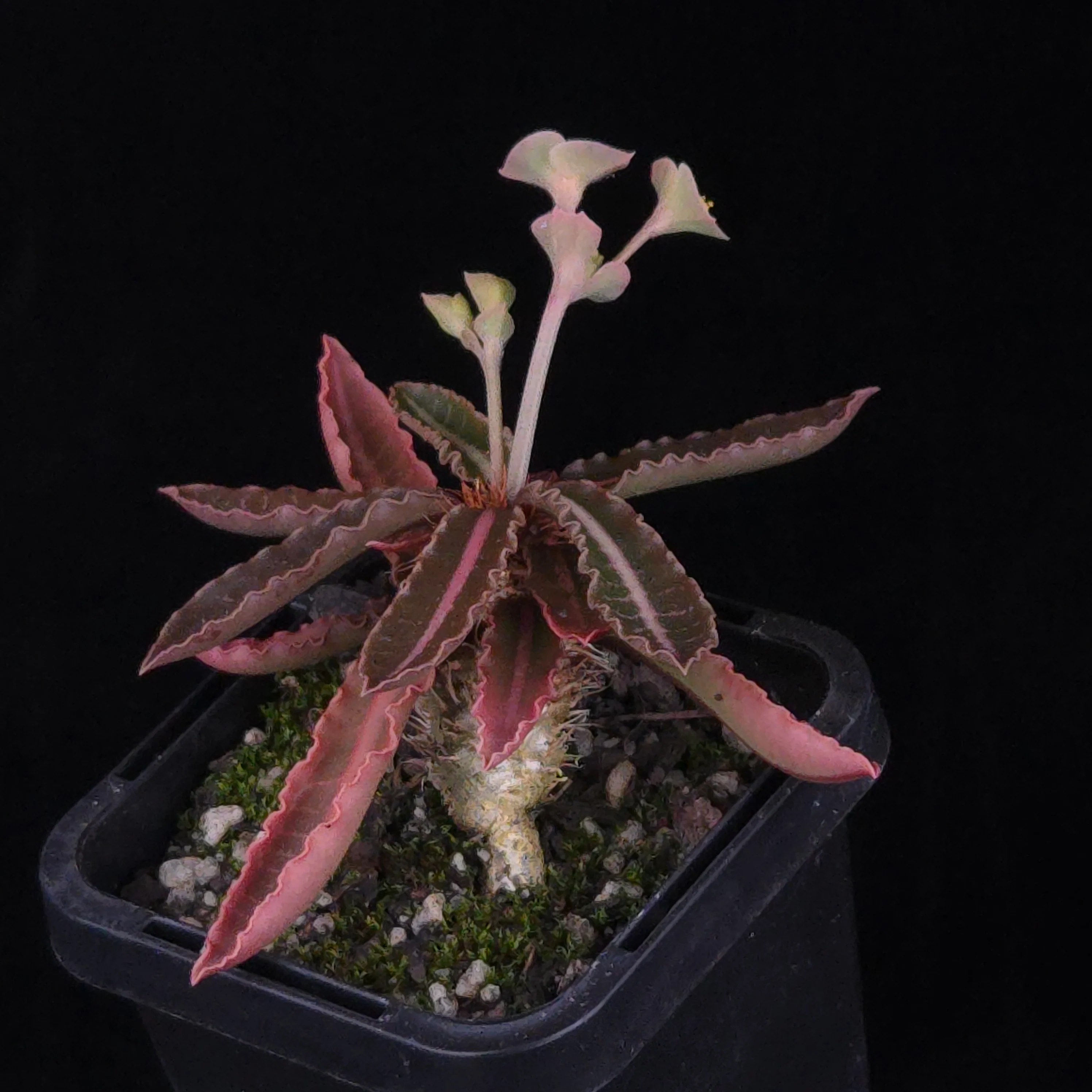 Euphorbia francoisii Hybrids (WA Prohibited) – Selected Juvenile Plants - Image 8
