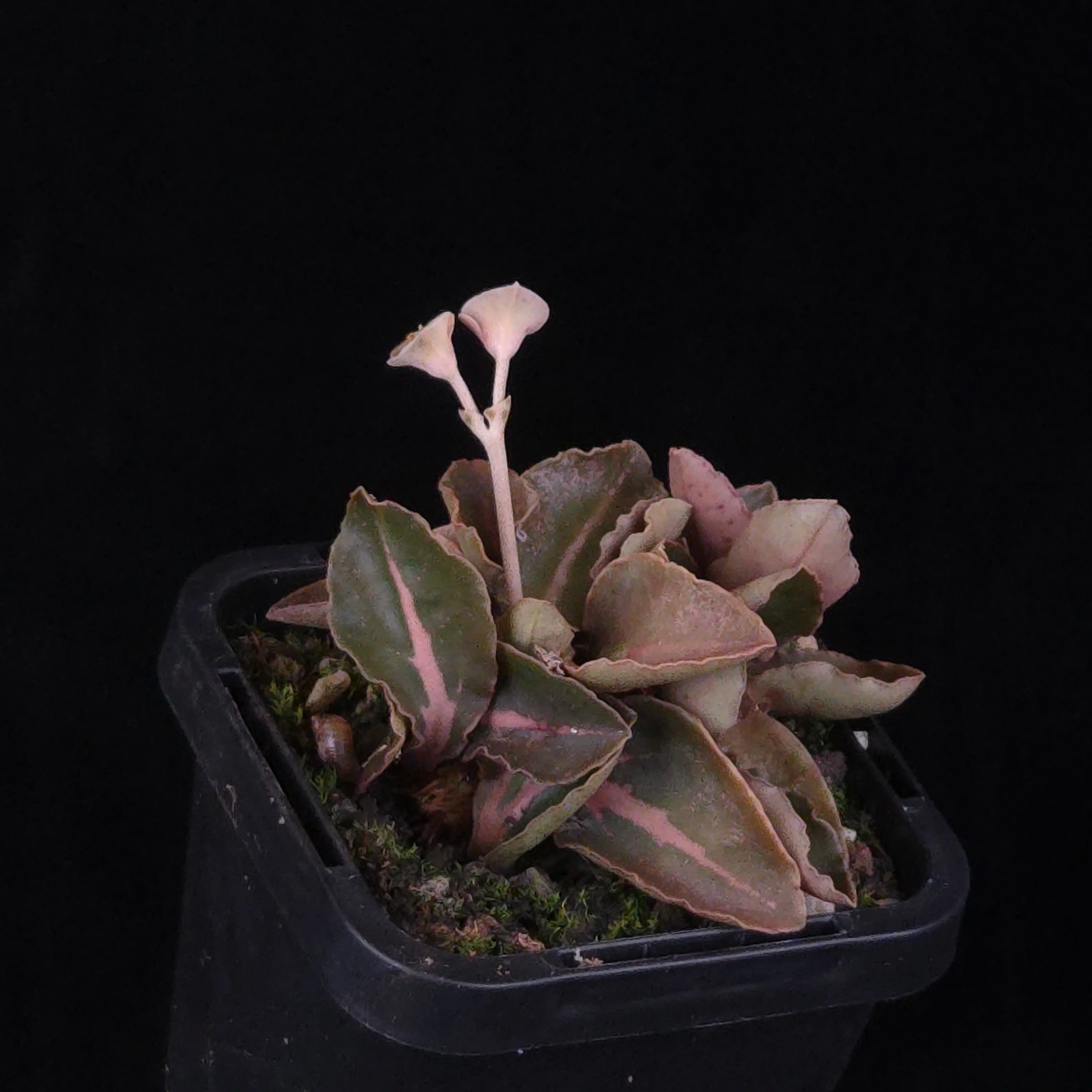 Euphorbia francoisii Hybrids (WA Prohibited) – Selected Juvenile Plants - Image 9
