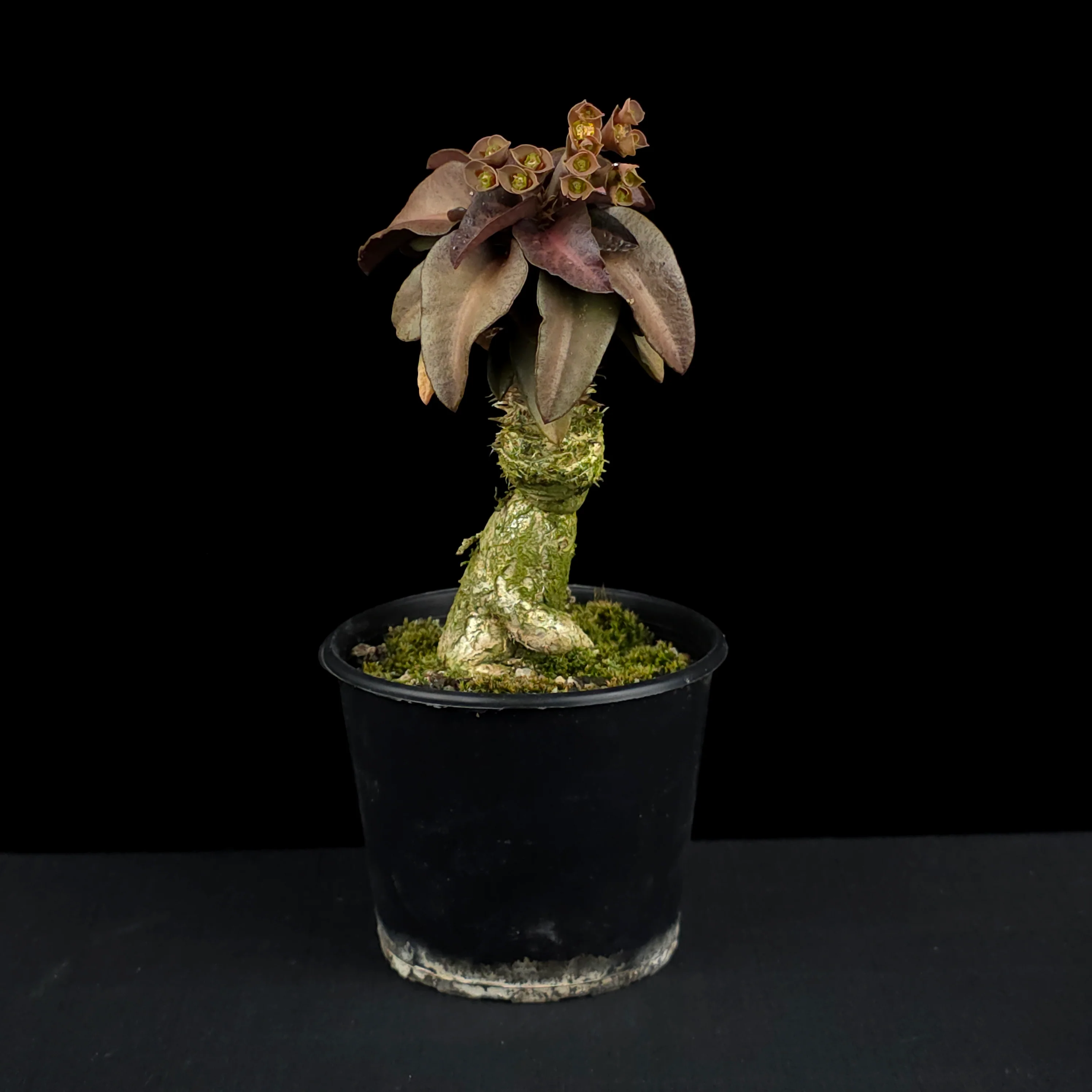 Euphorbia francoisii (WA Prohibited) – Mature Caudex Specimen Plants - Image 10