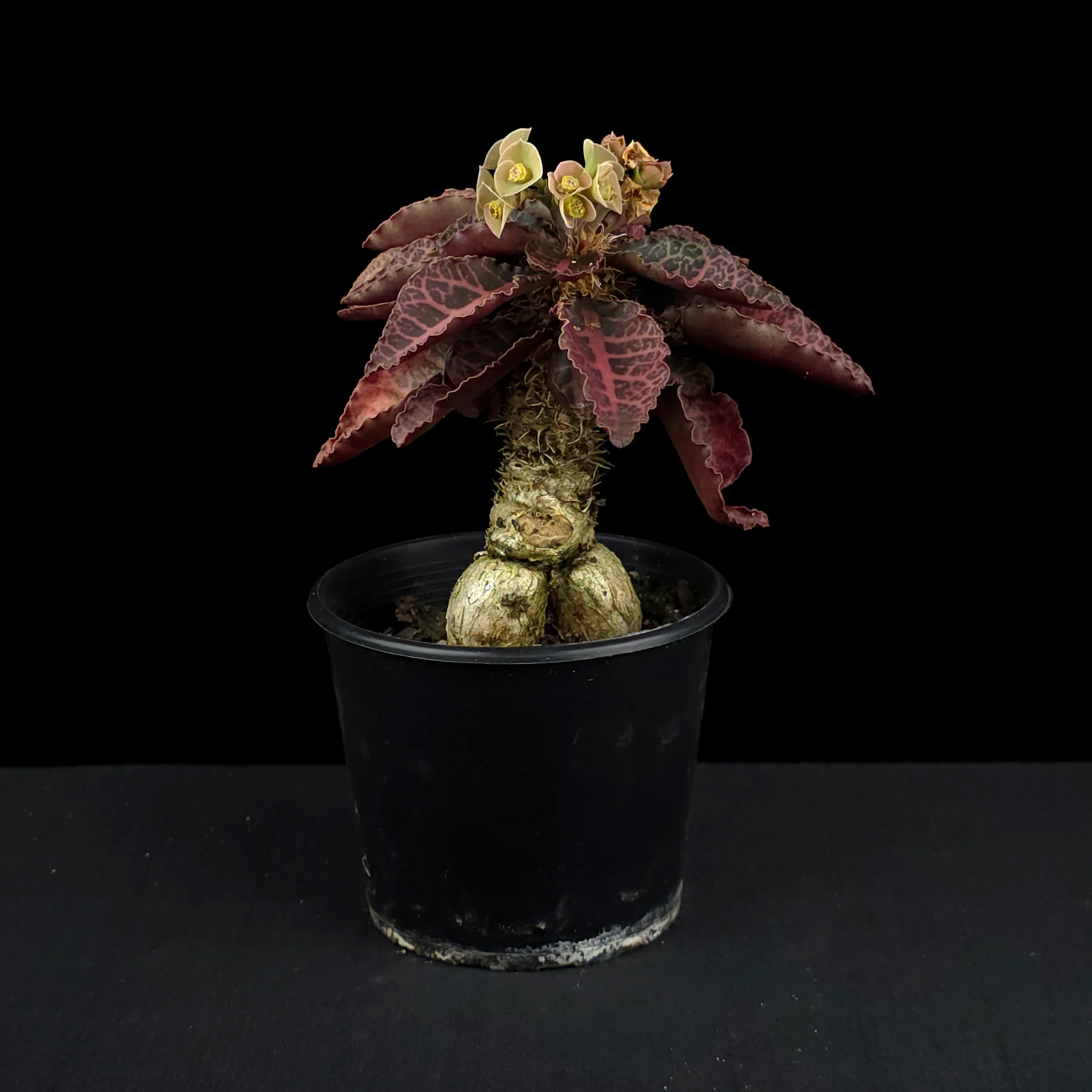 Euphorbia francoisii (WA Prohibited) – Mature Caudex Specimen Plants - Image 11