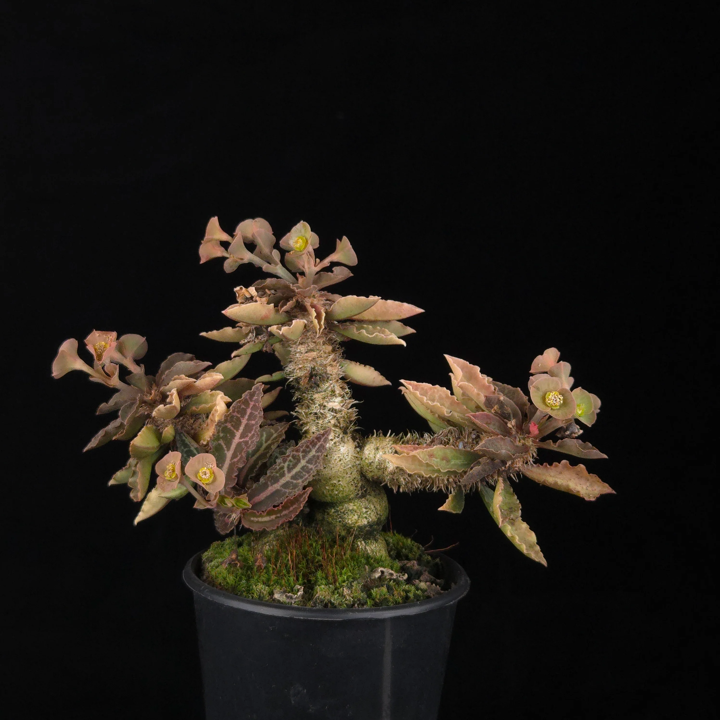 Euphorbia francoisii (WA Prohibited) – Mature Caudex Specimen Plants - Image 12