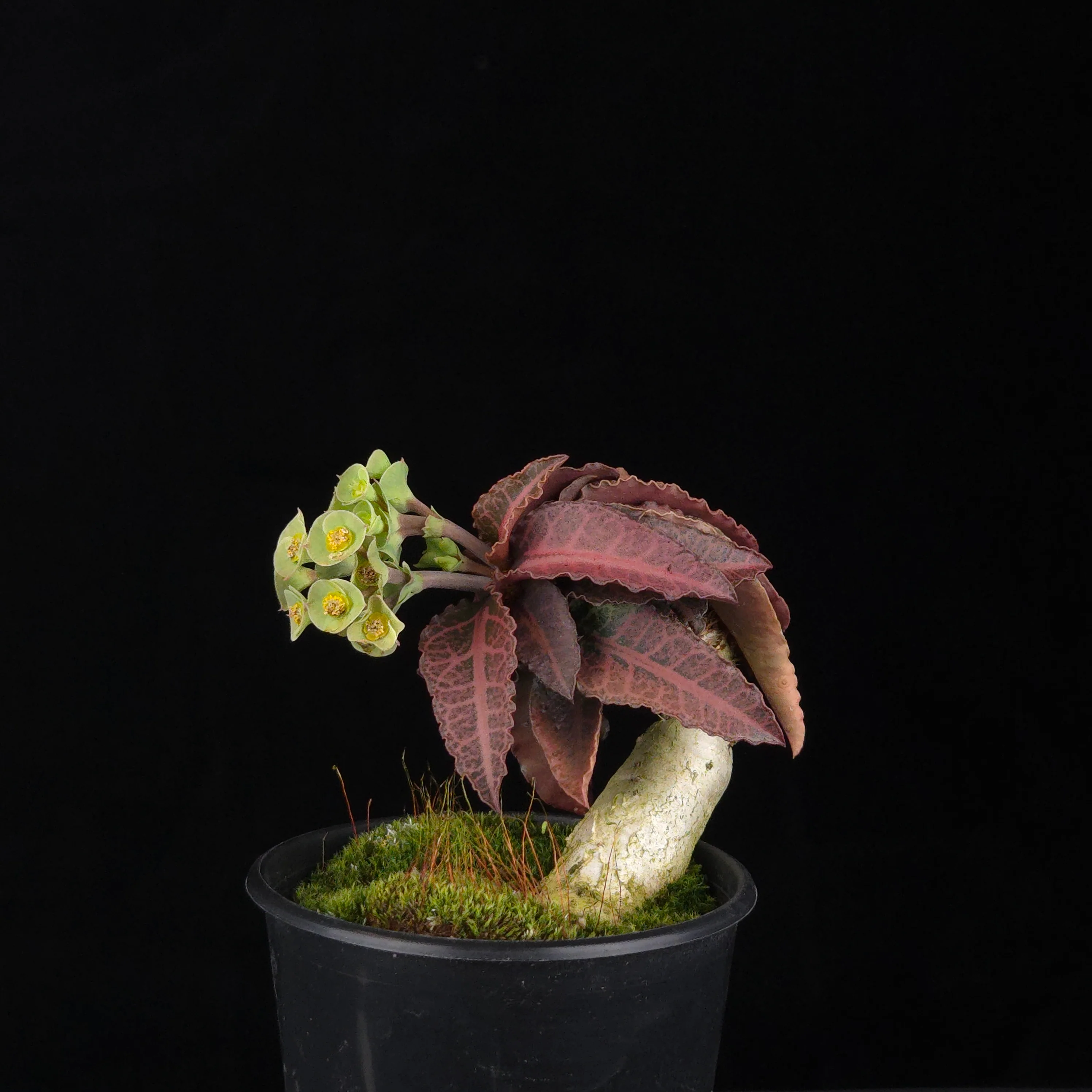 Euphorbia francoisii (WA Prohibited) – Mature Caudex Specimen Plants - Image 13