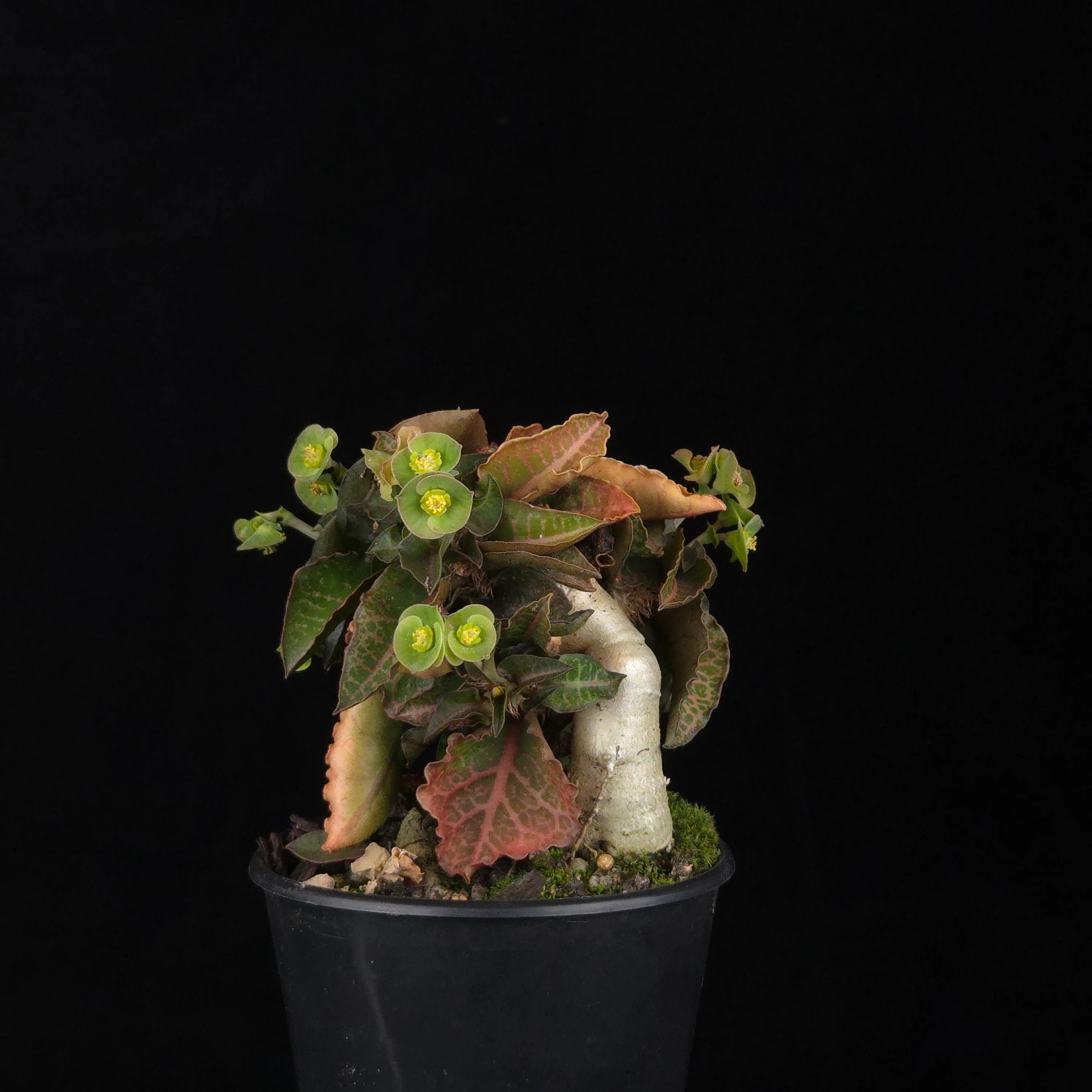 Euphorbia francoisii (WA Prohibited) – Mature Caudex Specimen Plants - Image 14
