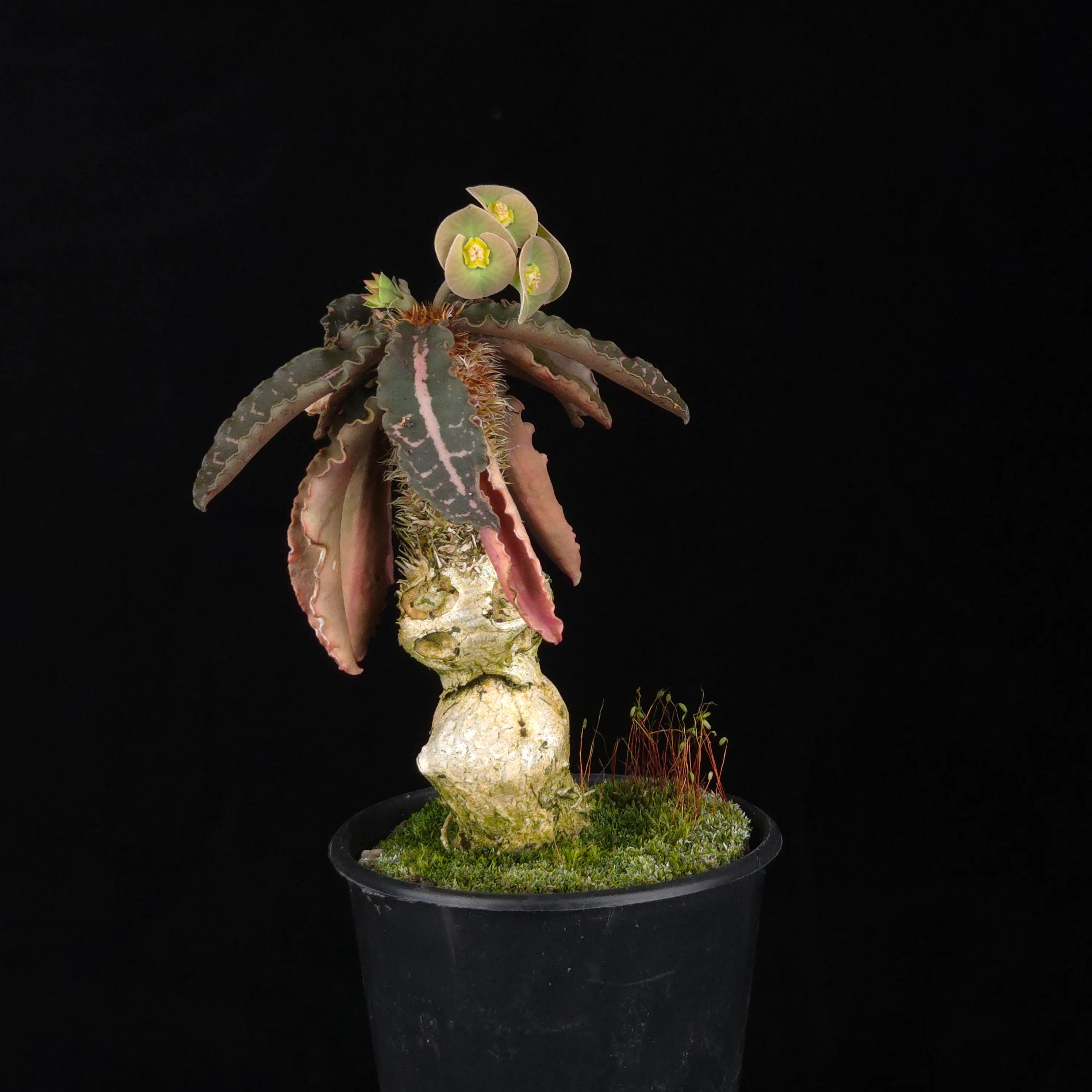Euphorbia francoisii (WA Prohibited) – Mature Caudex Specimen Plants - Image 15