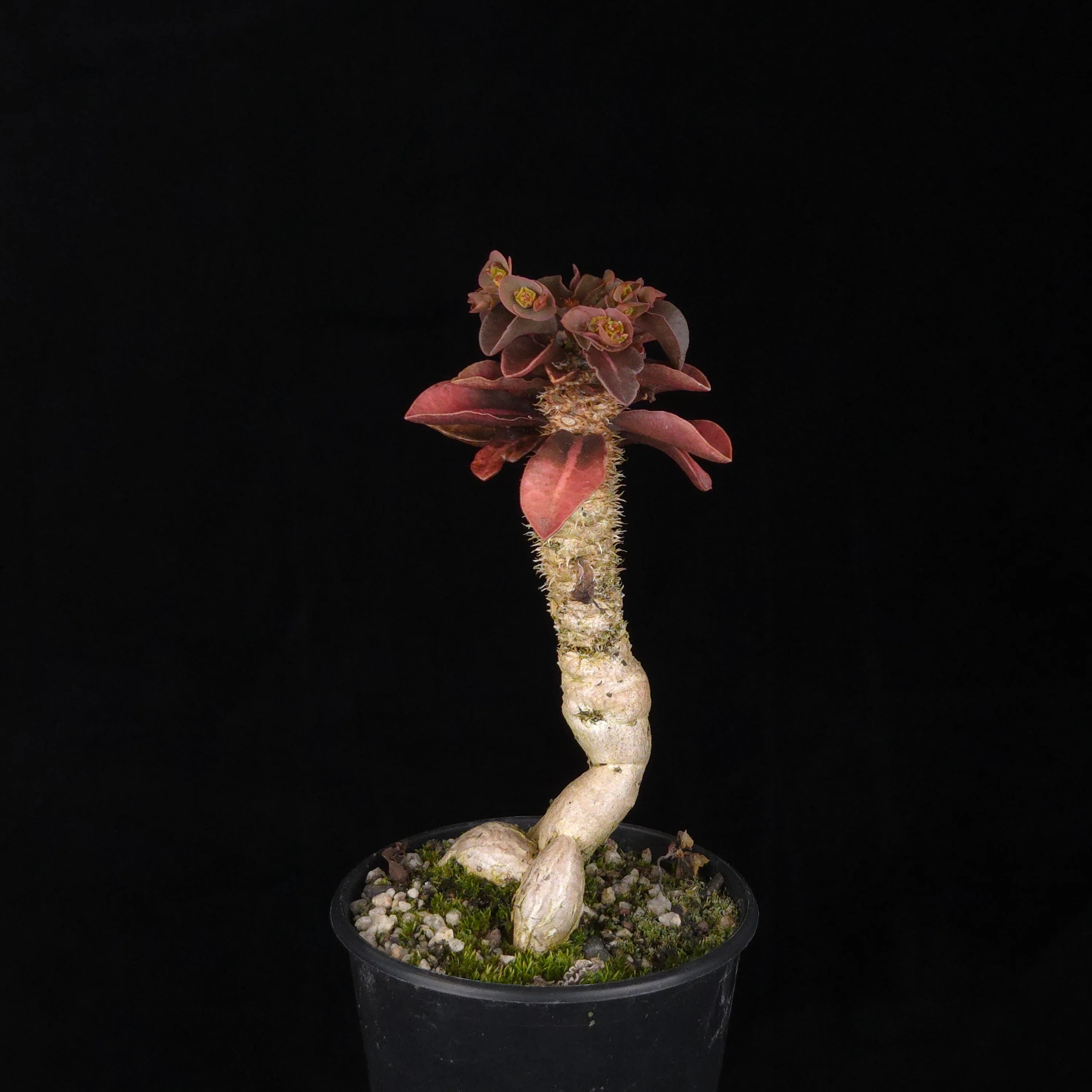 Euphorbia francoisii (WA Prohibited) – Mature Caudex Specimen Plants - Image 16