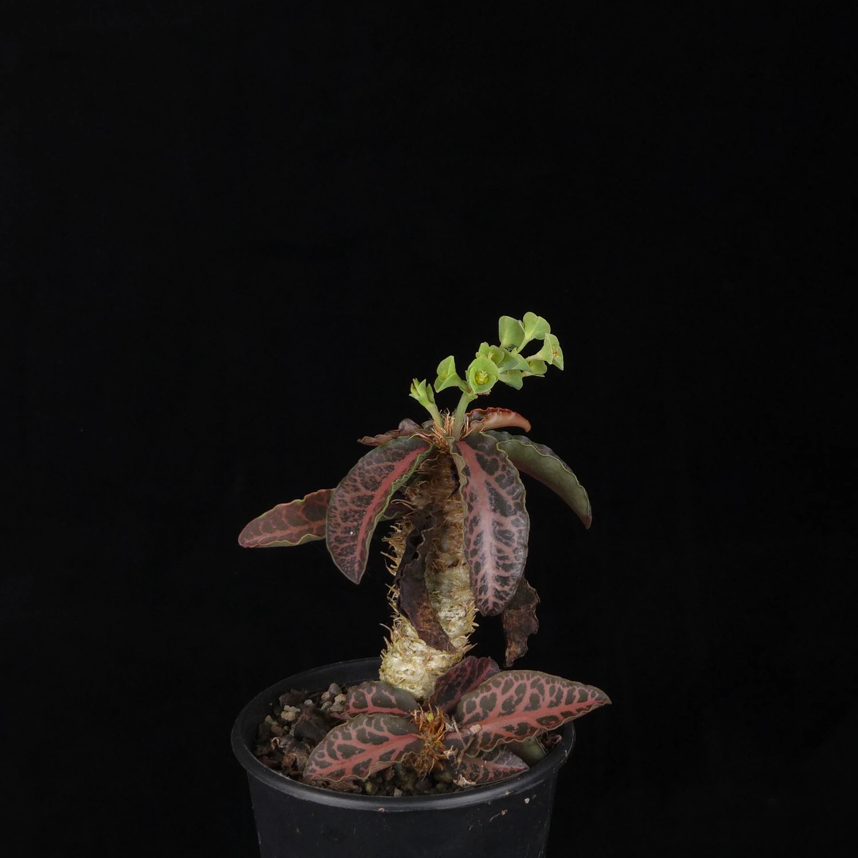 Euphorbia francoisii (WA Prohibited) – Mature Caudex Specimen Plants - Image 17
