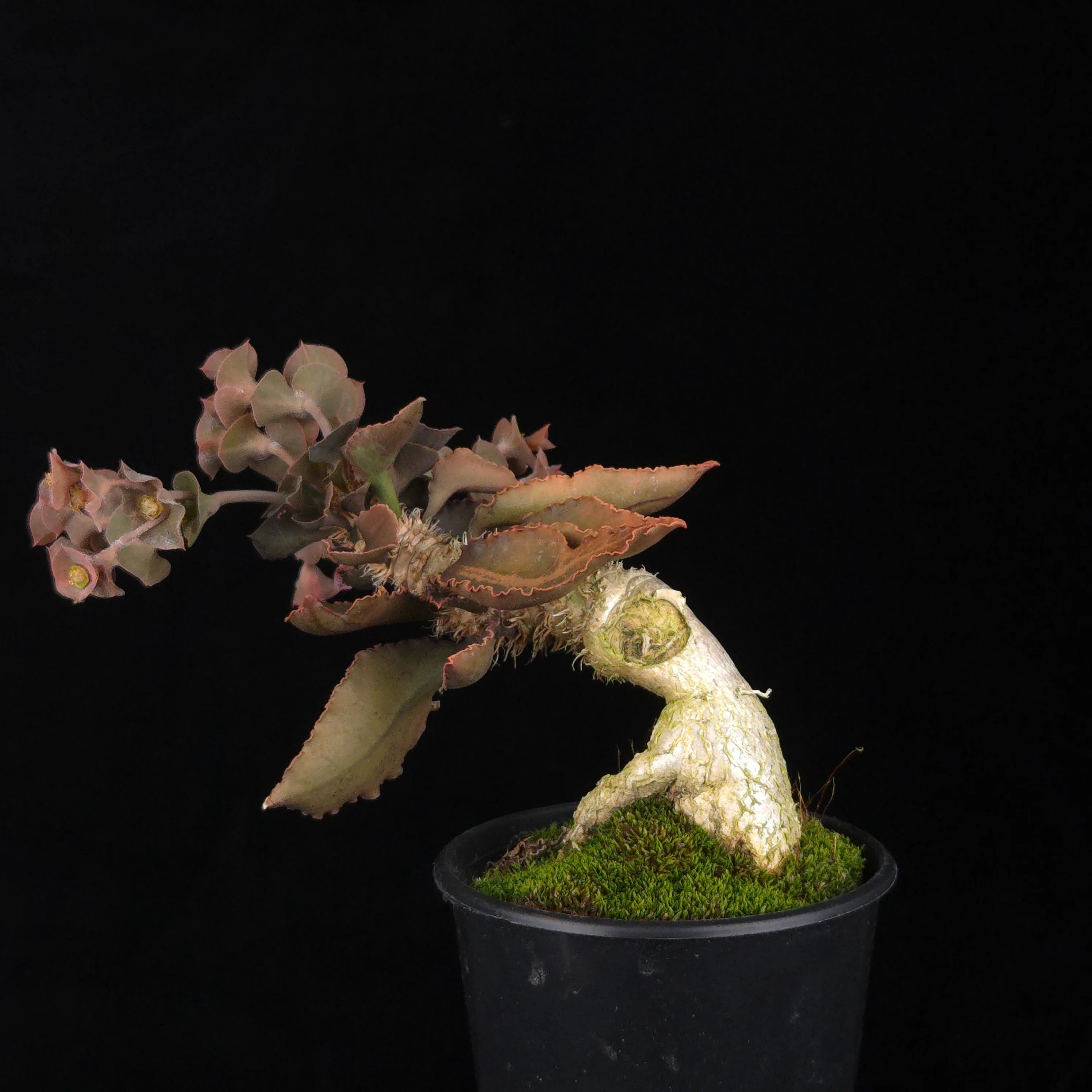 Euphorbia francoisii (WA Prohibited) – Mature Caudex Specimen Plants - Image 18