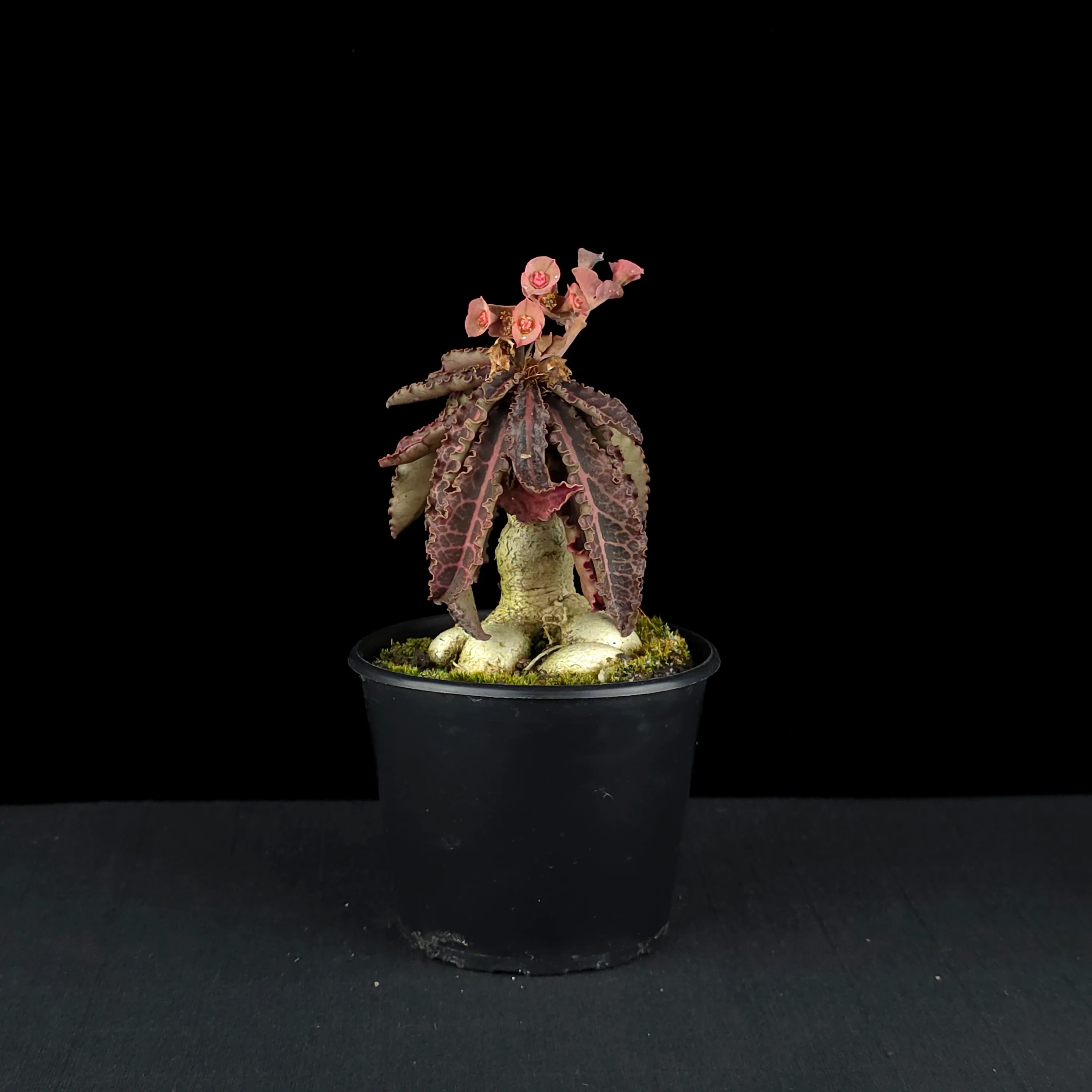 Euphorbia francoisii (WA Prohibited) – Mature Caudex Specimen Plants - Image 3