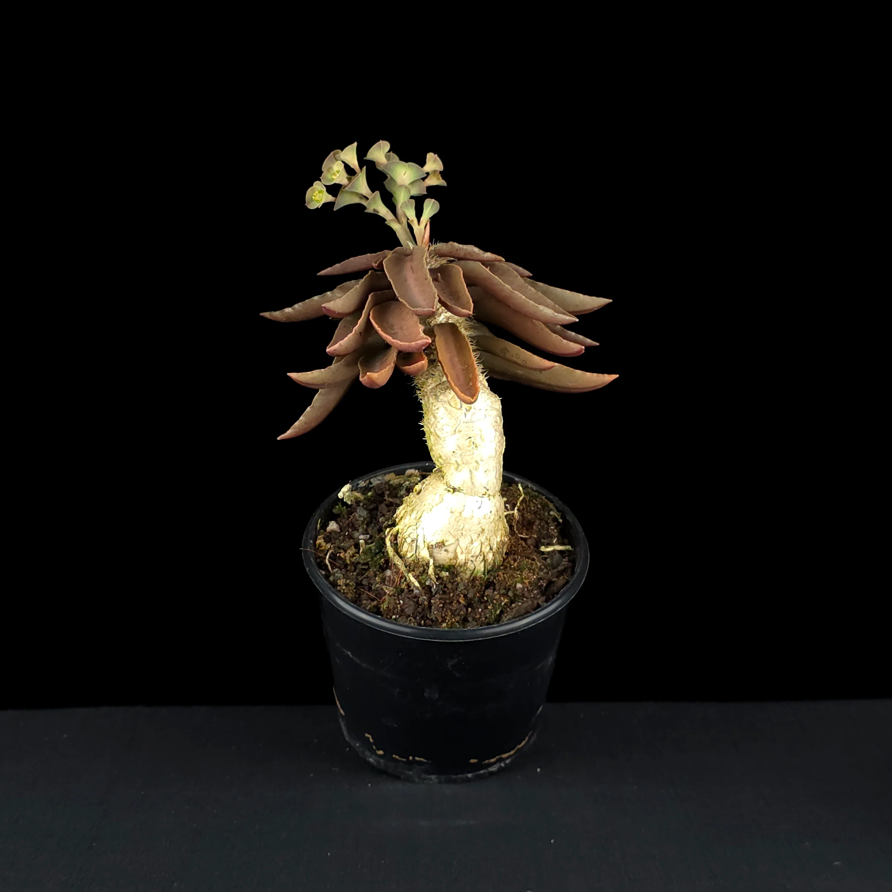Euphorbia francoisii (WA Prohibited) – Mature Caudex Specimen Plants - Image 4