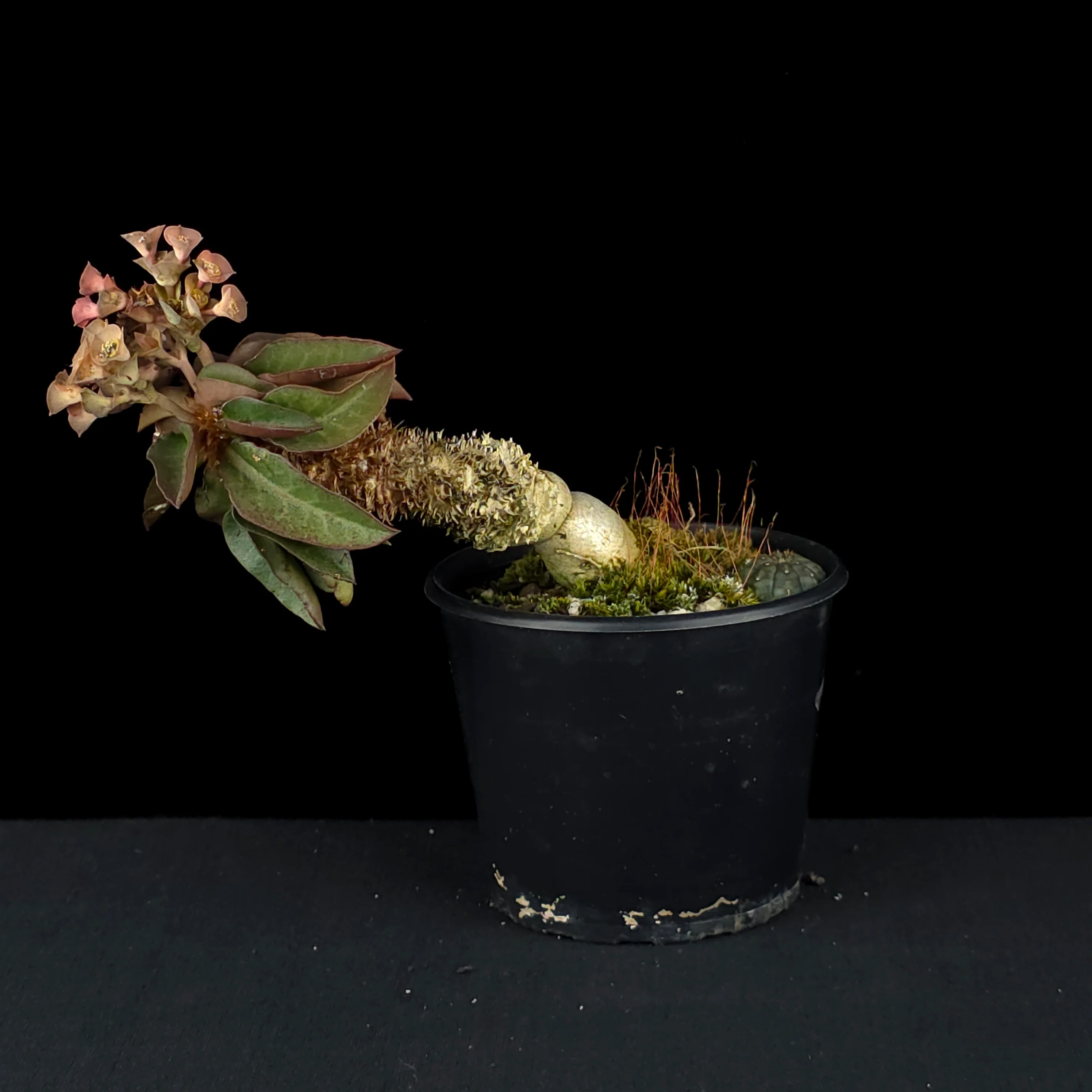 Euphorbia francoisii (WA Prohibited) – Mature Caudex Specimen Plants - Image 5