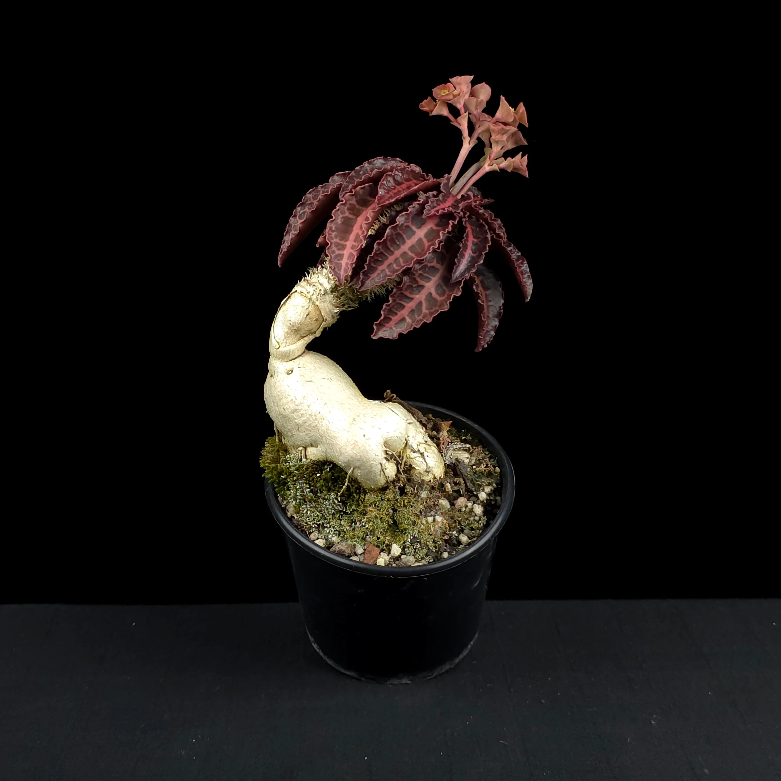 Euphorbia francoisii (WA Prohibited) – Mature Caudex Specimen Plants - Image 6