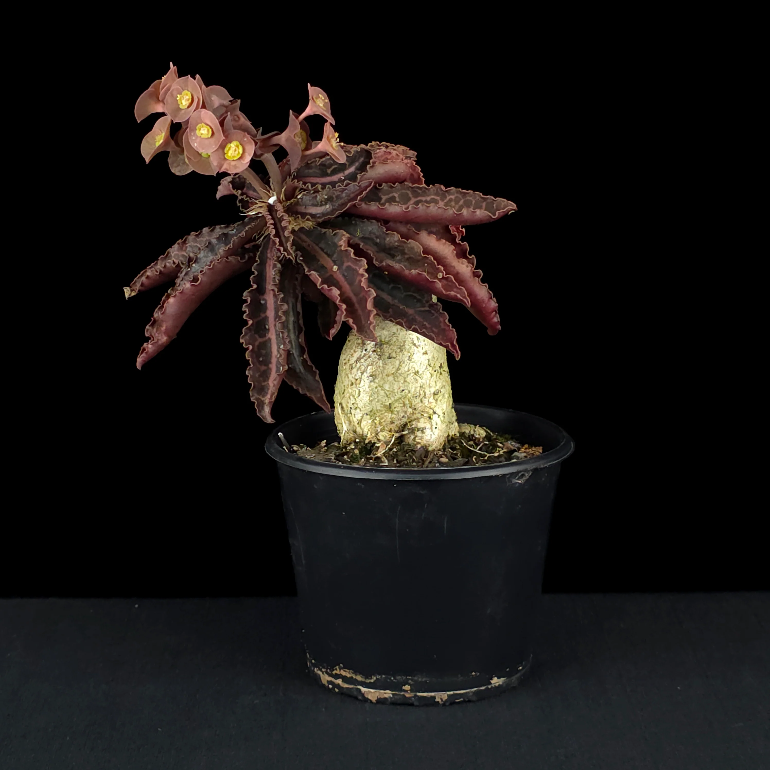 Euphorbia francoisii (WA Prohibited) – Mature Caudex Specimen Plants - Image 7