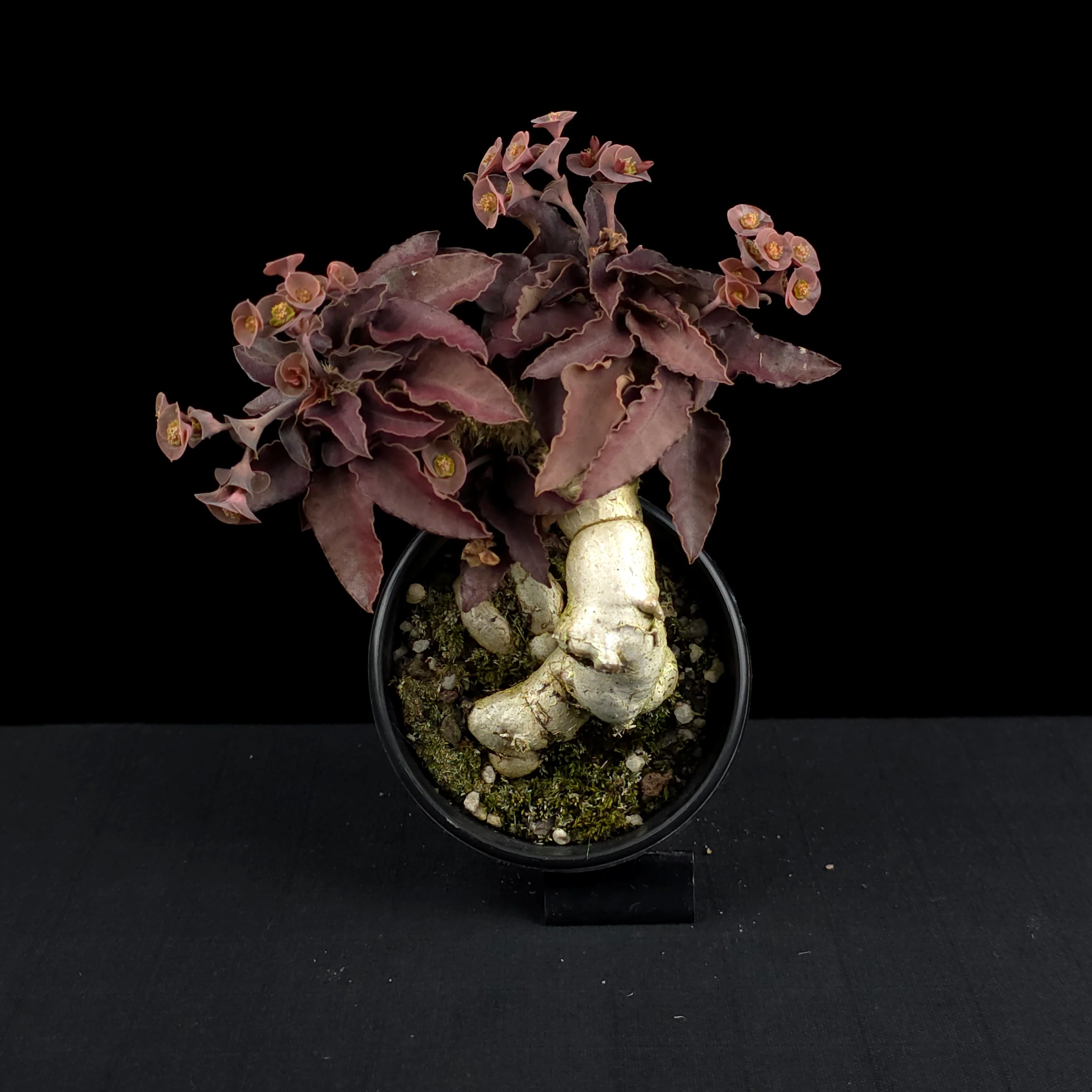 Euphorbia francoisii (WA Prohibited) – Mature Caudex Specimen Plants - Image 8
