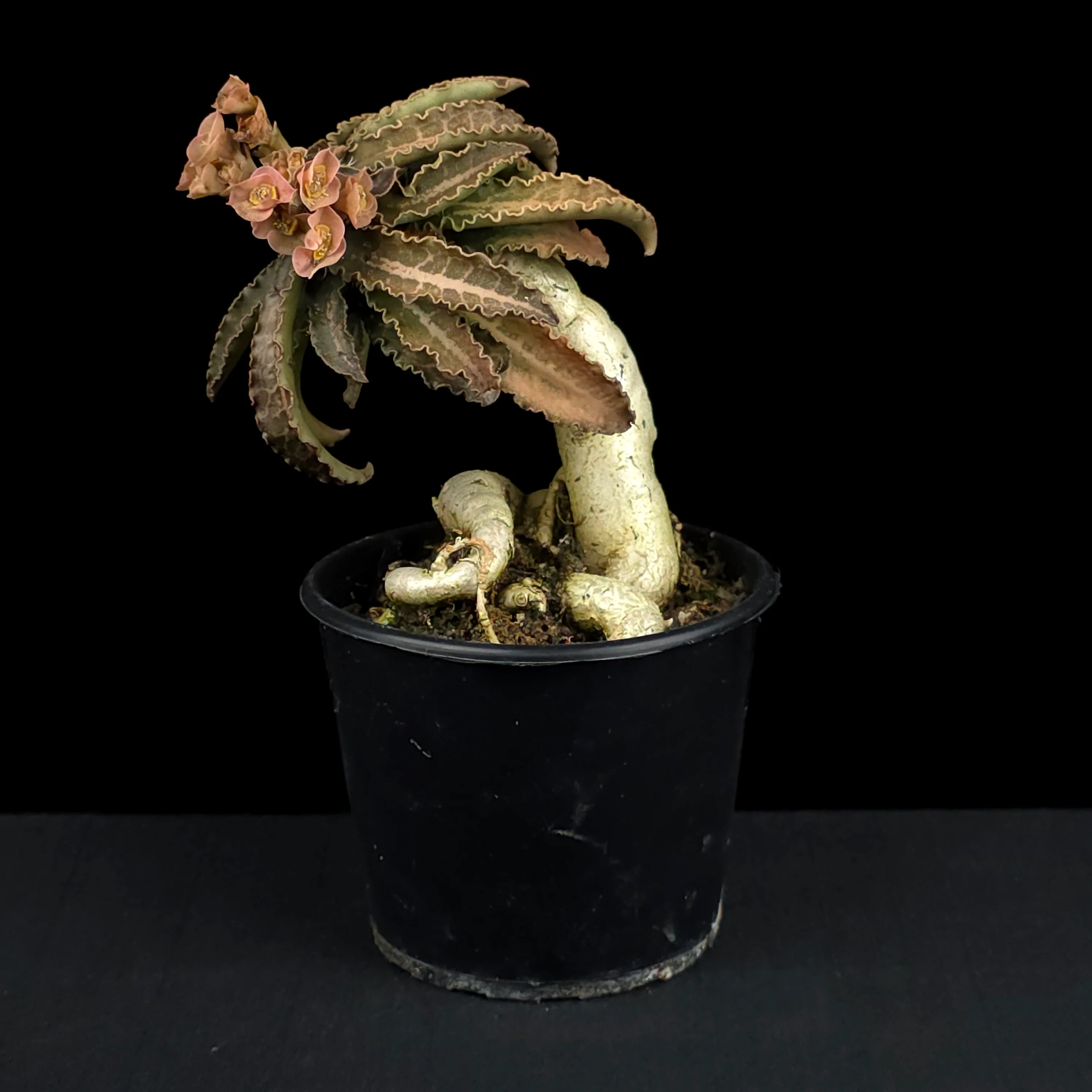 Euphorbia francoisii (WA Prohibited) – Mature Caudex Specimen Plants - Image 9