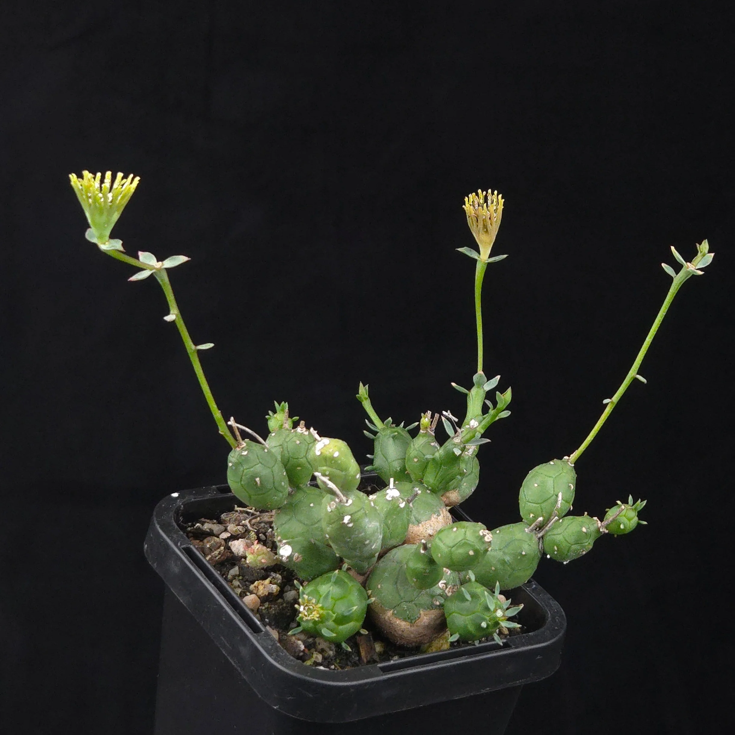 Euphorbia globosa