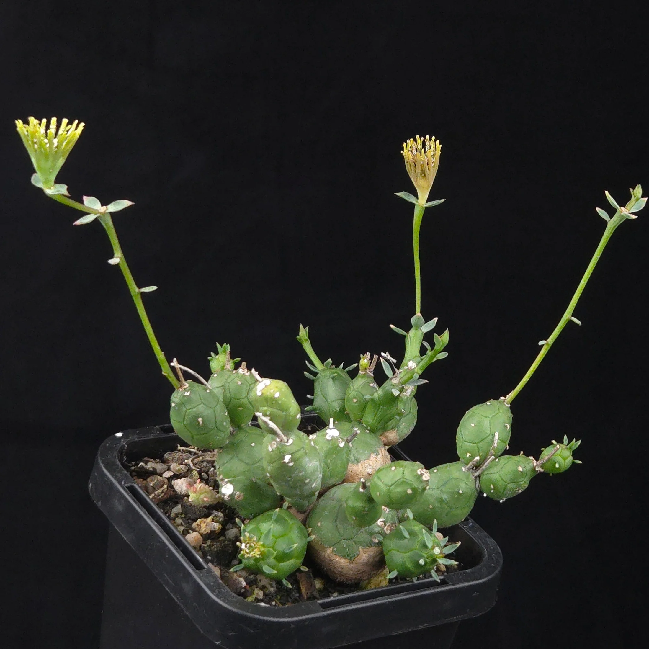 Euphorbia globosa - Image 2