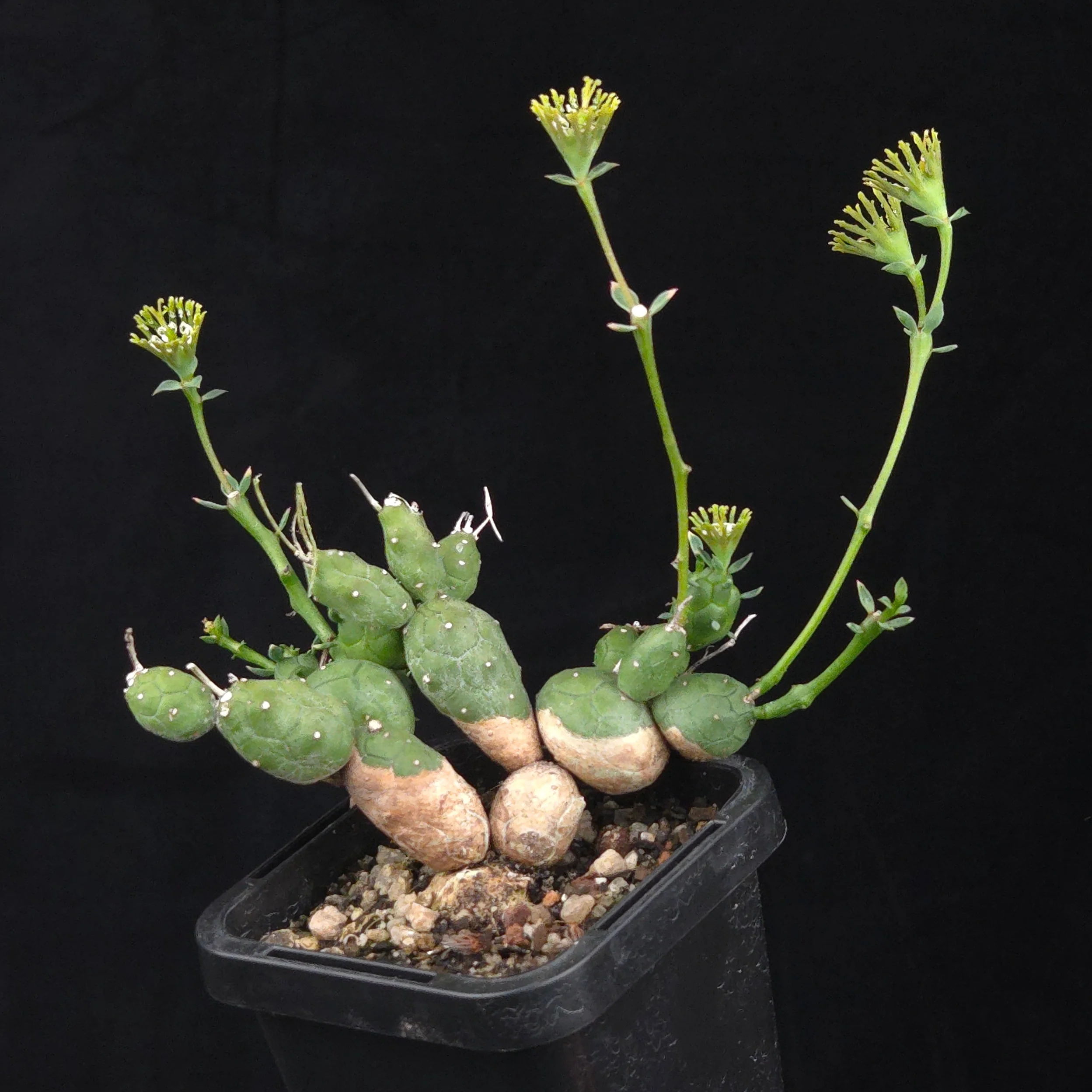 Euphorbia globosa - Image 3