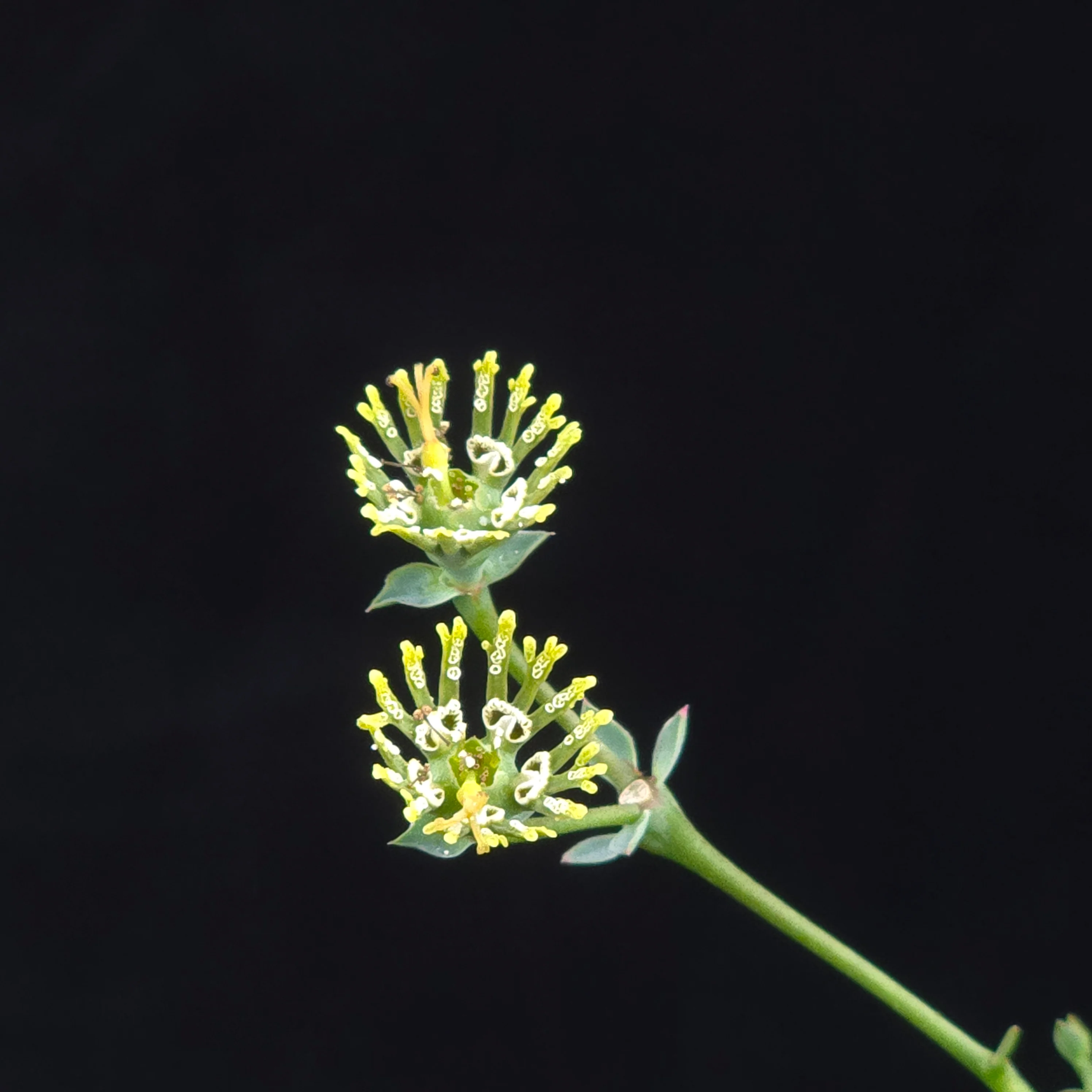 Euphorbia globosa - Image 4
