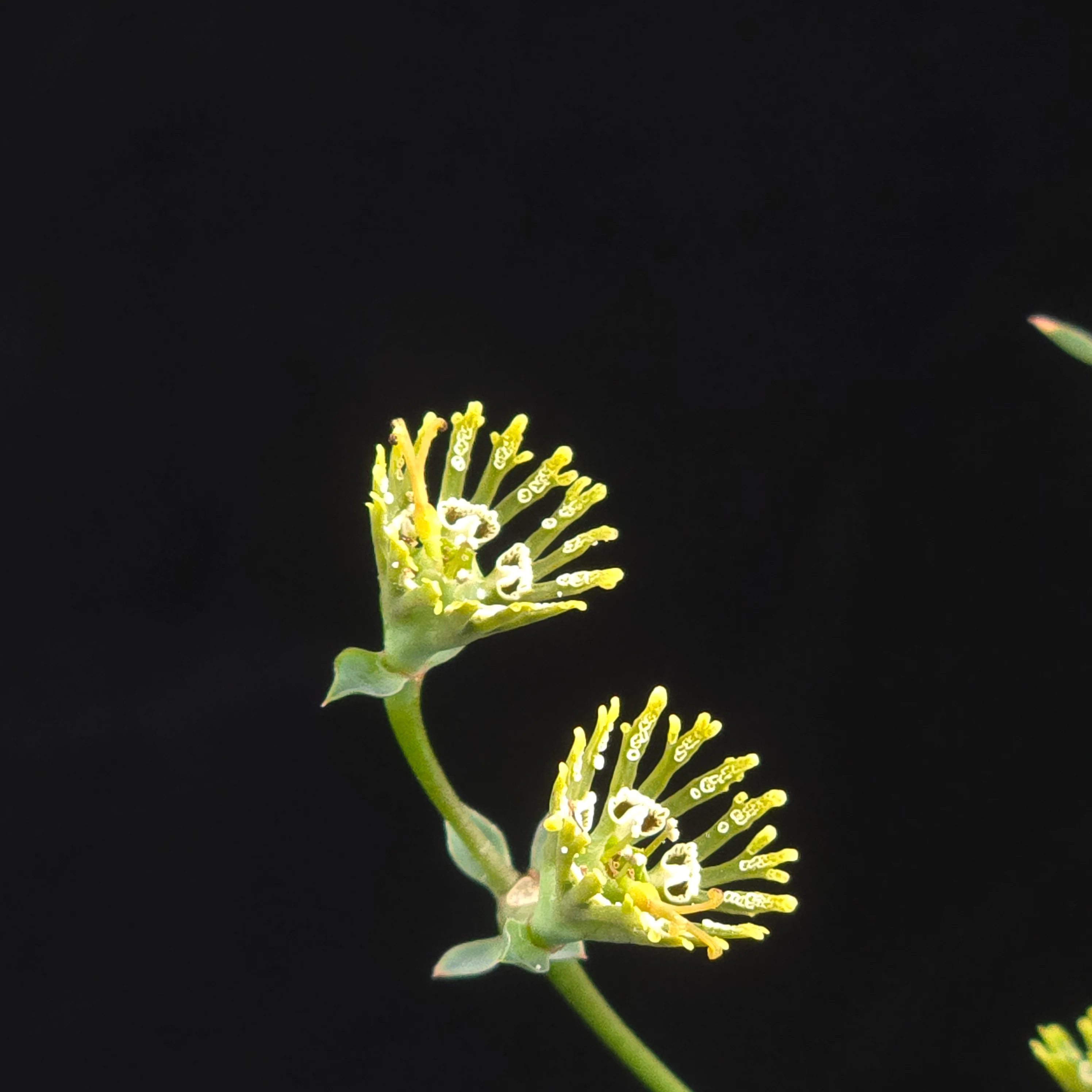Euphorbia globosa - Image 5