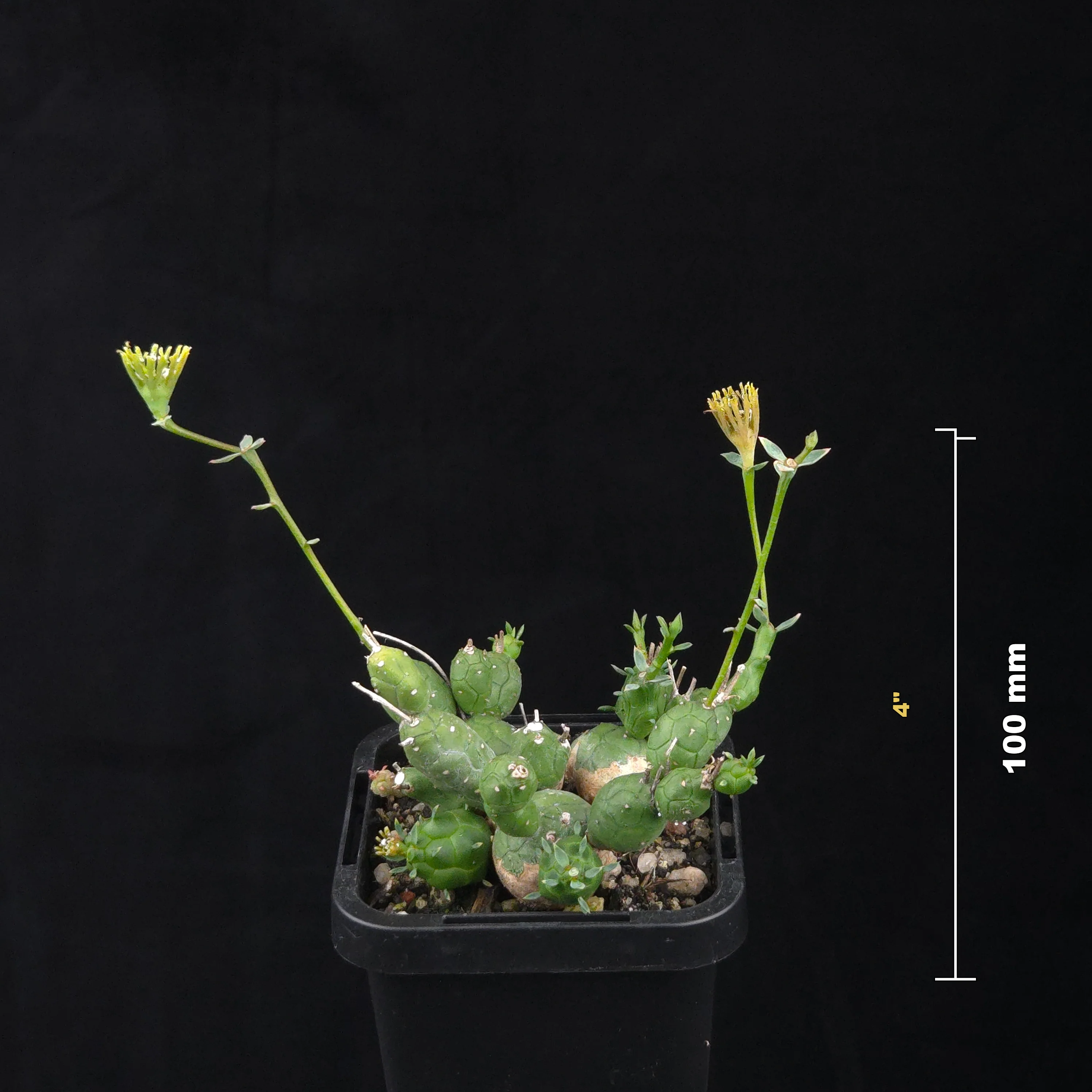 Euphorbia globosa - Image 6