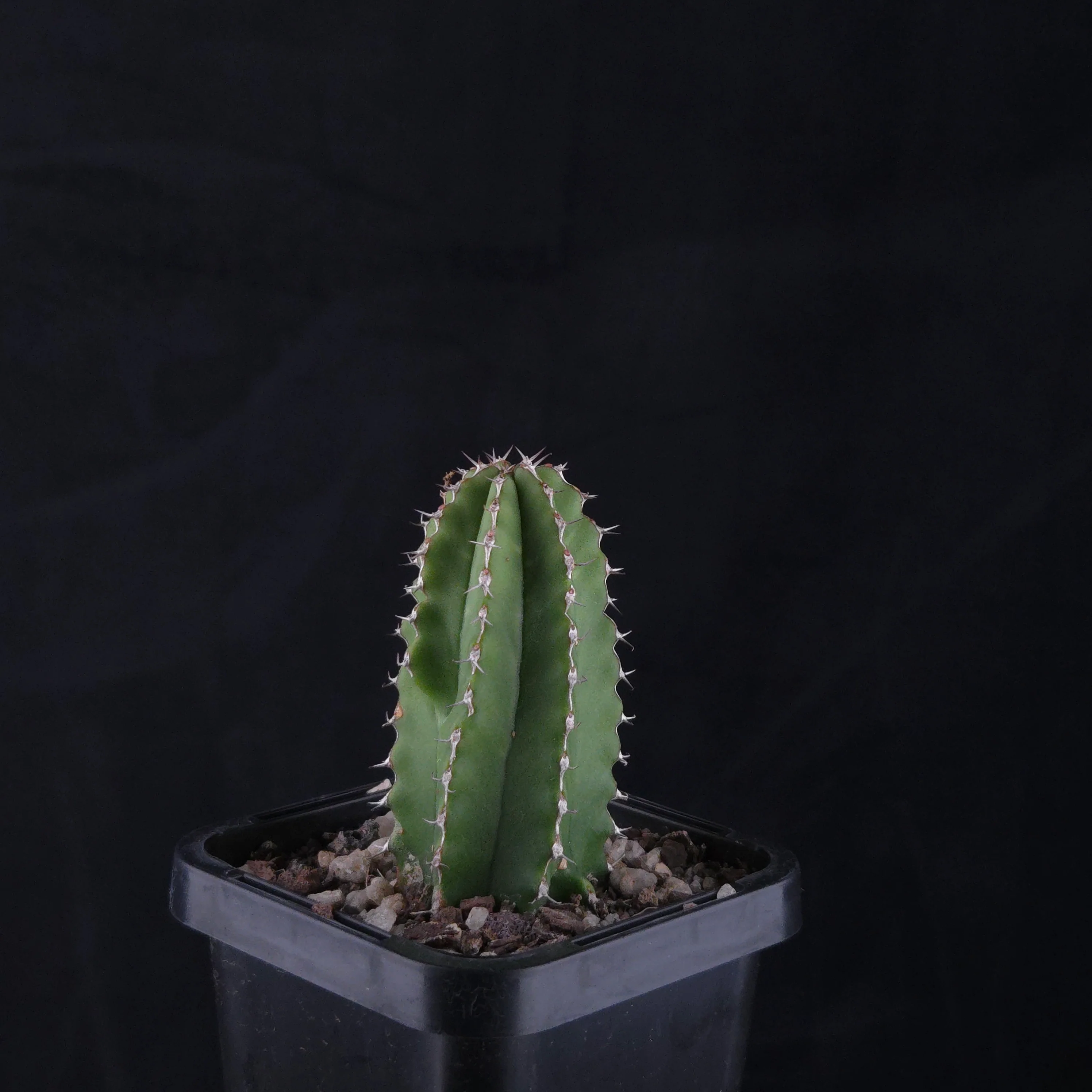 Euphorbia handiensis - Image 2