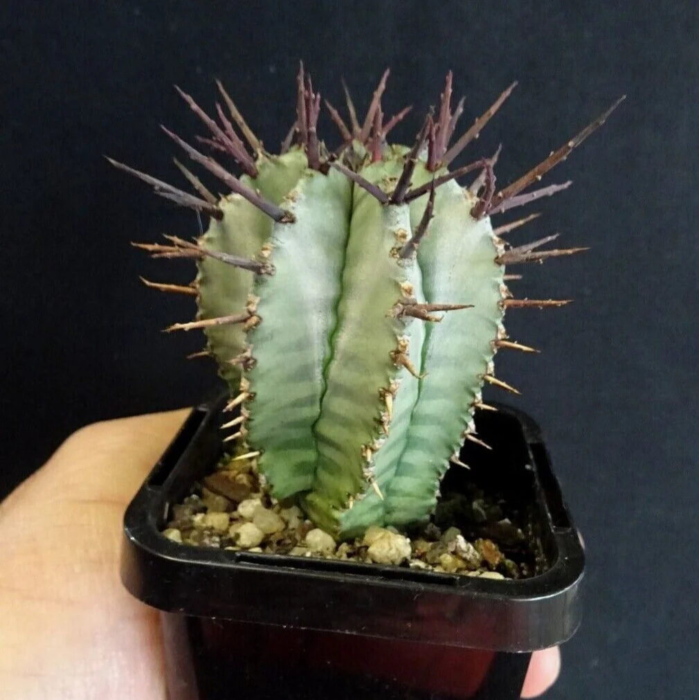 Euphorbia horrida (WA Prohibited) - Image 2