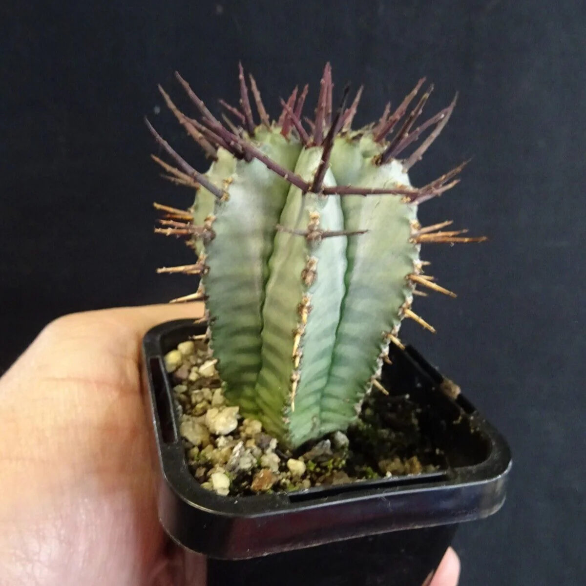 Euphorbia horrida (WA Prohibited) - Image 3