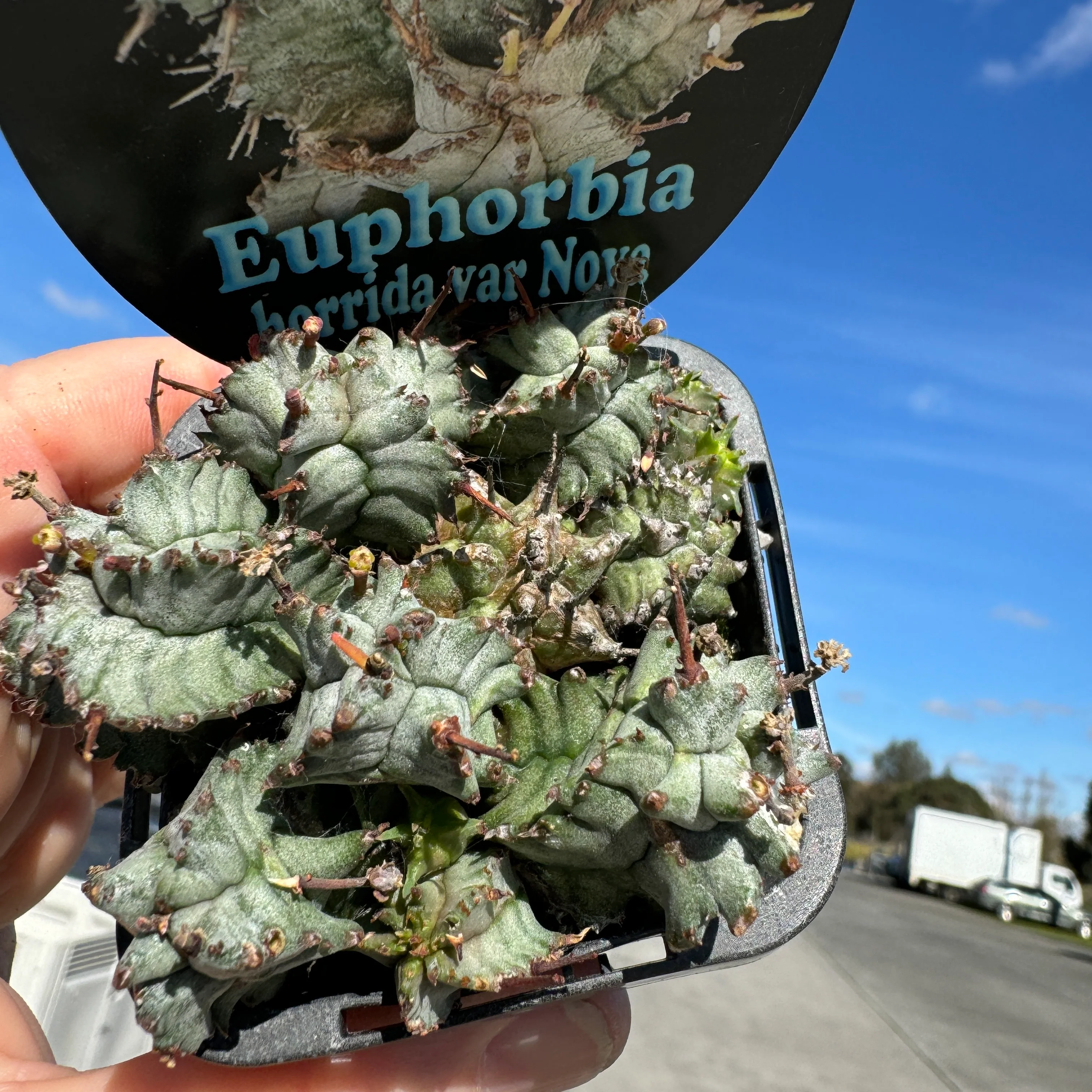 Euphorbia horrida var. nova (WA Prohibited) - Image 3