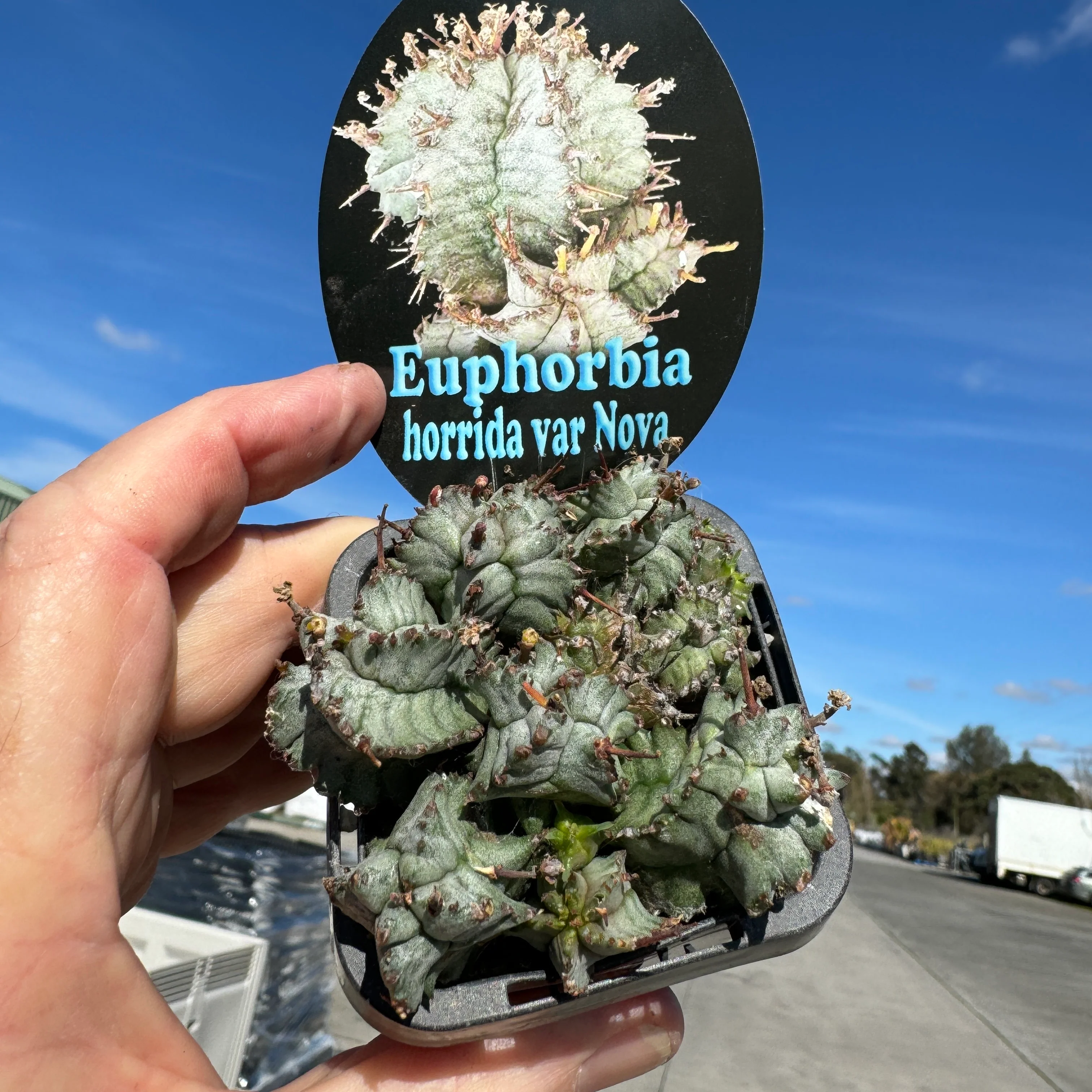 Euphorbia horrida var. nova (WA Prohibited) - Image 4