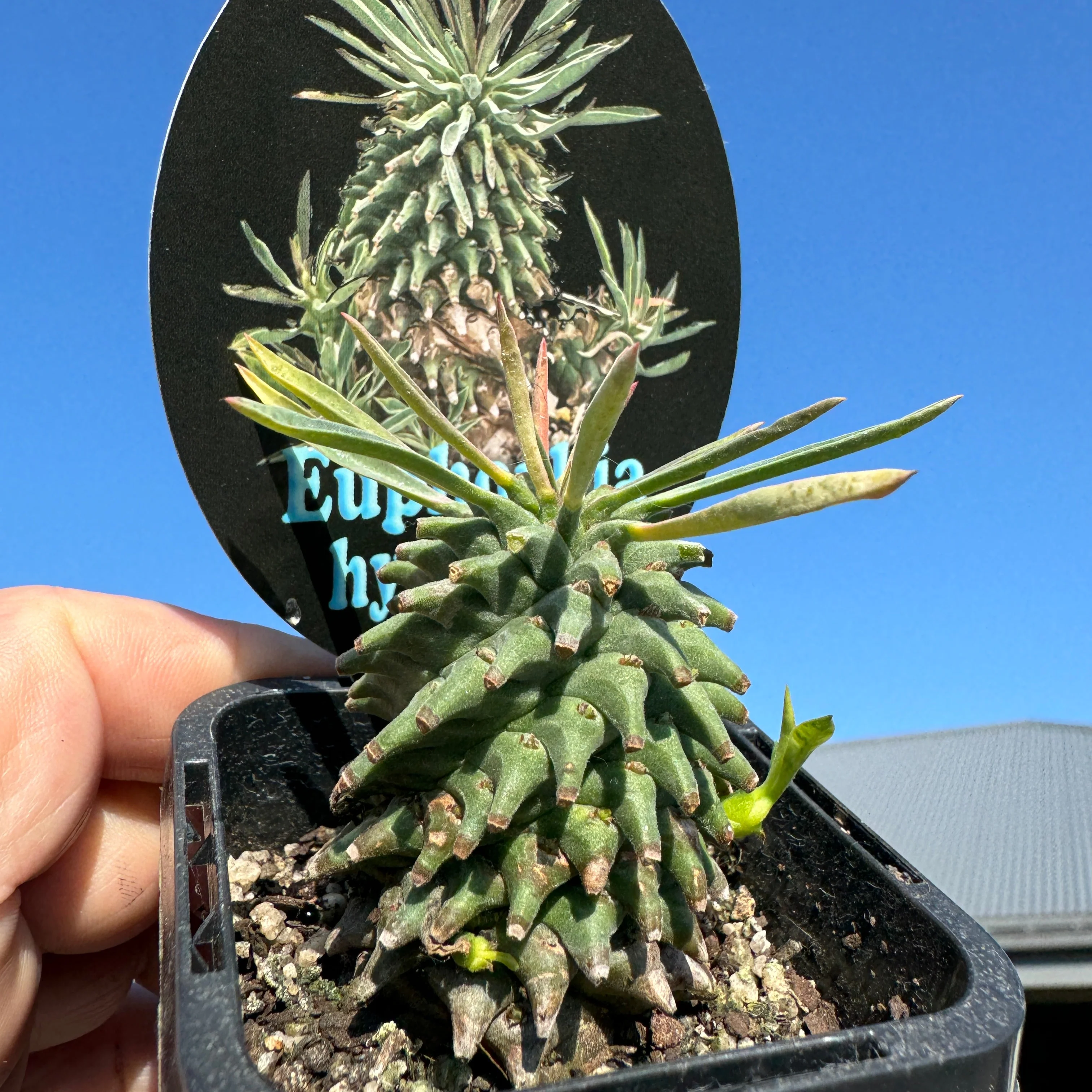 Euphorbia hypogaea (WA Prohibited) - Image 4
