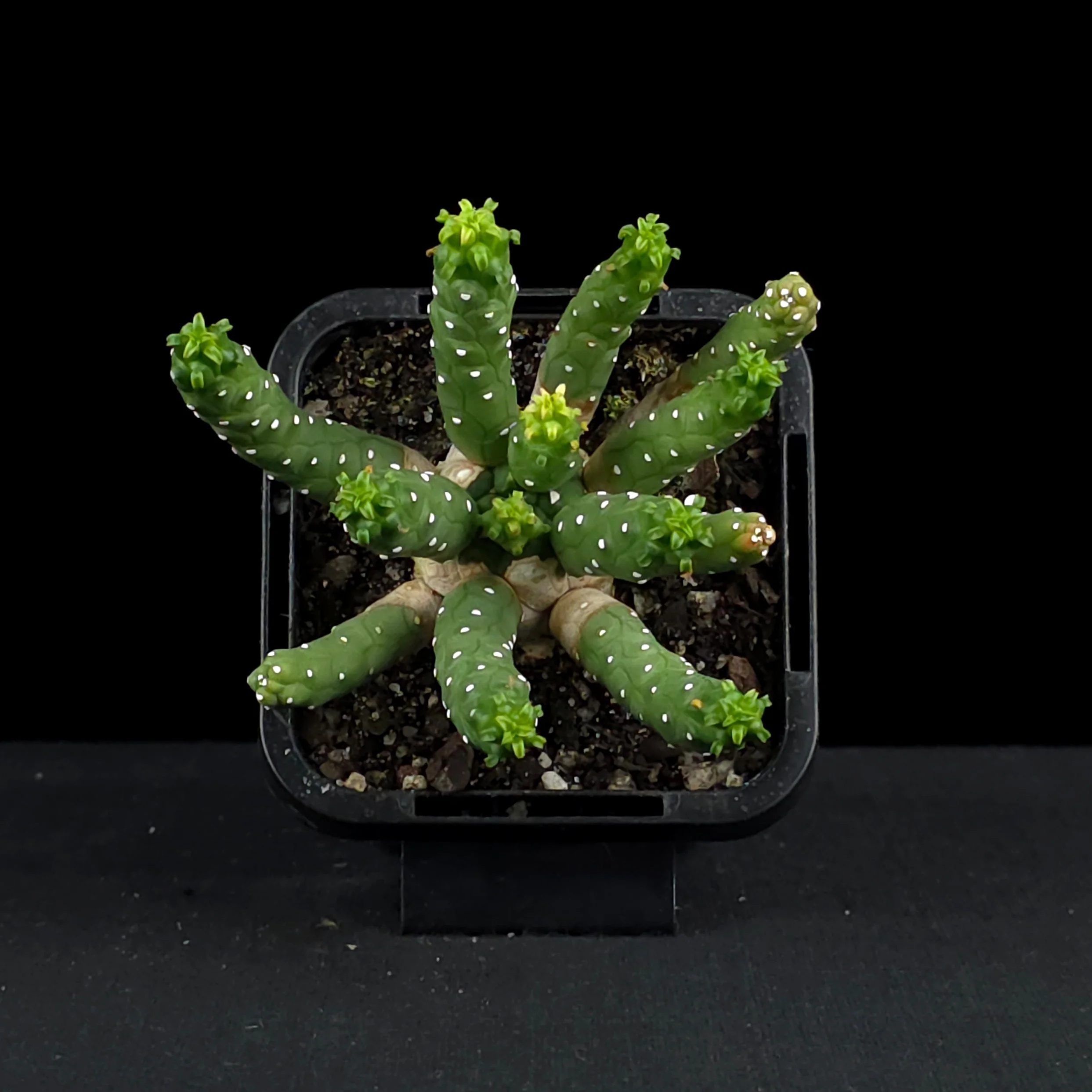 Euphorbia inermis (WA Prohibited) - Image 4