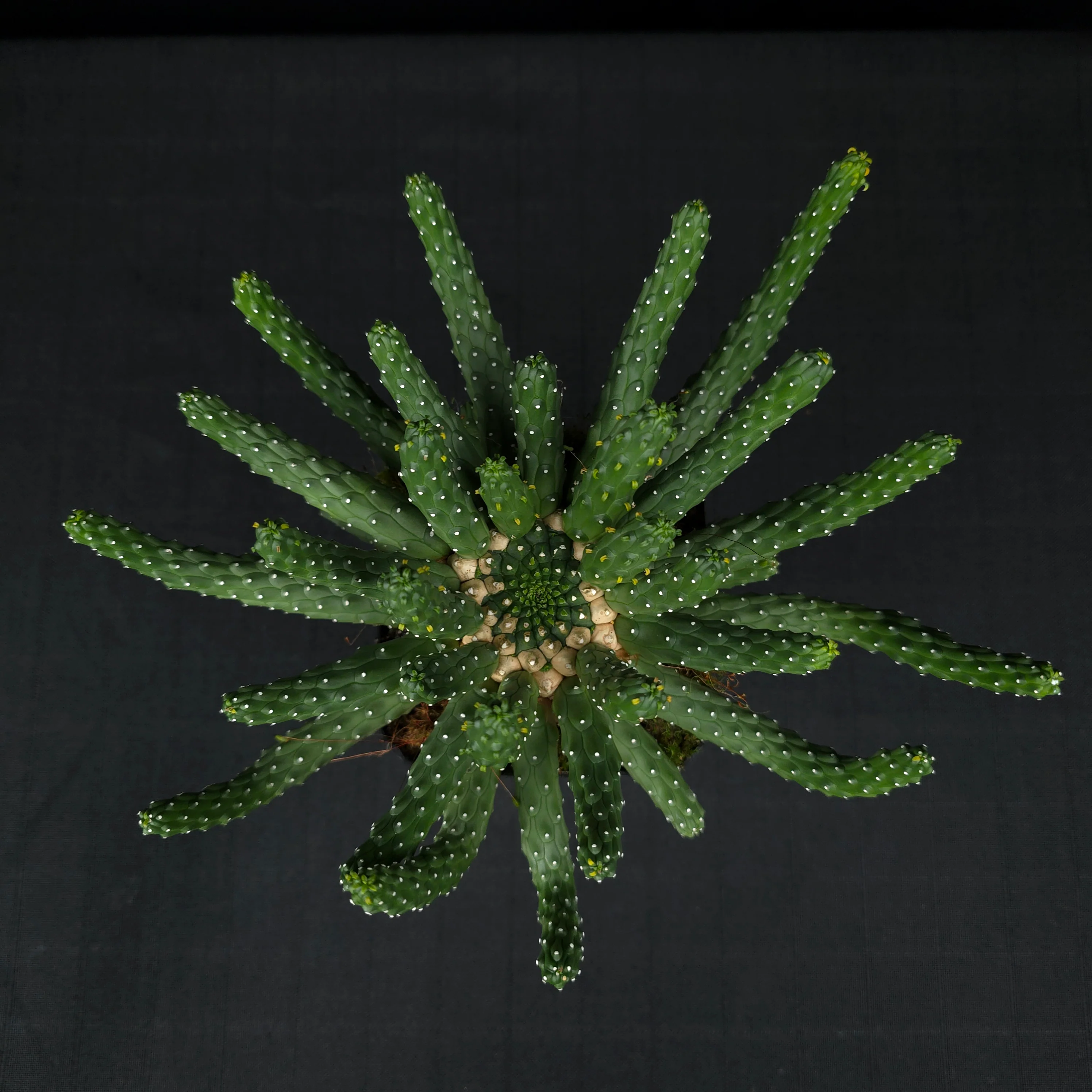Euphorbia inermis - One Off Specials (WA Prohibited) - Image 2