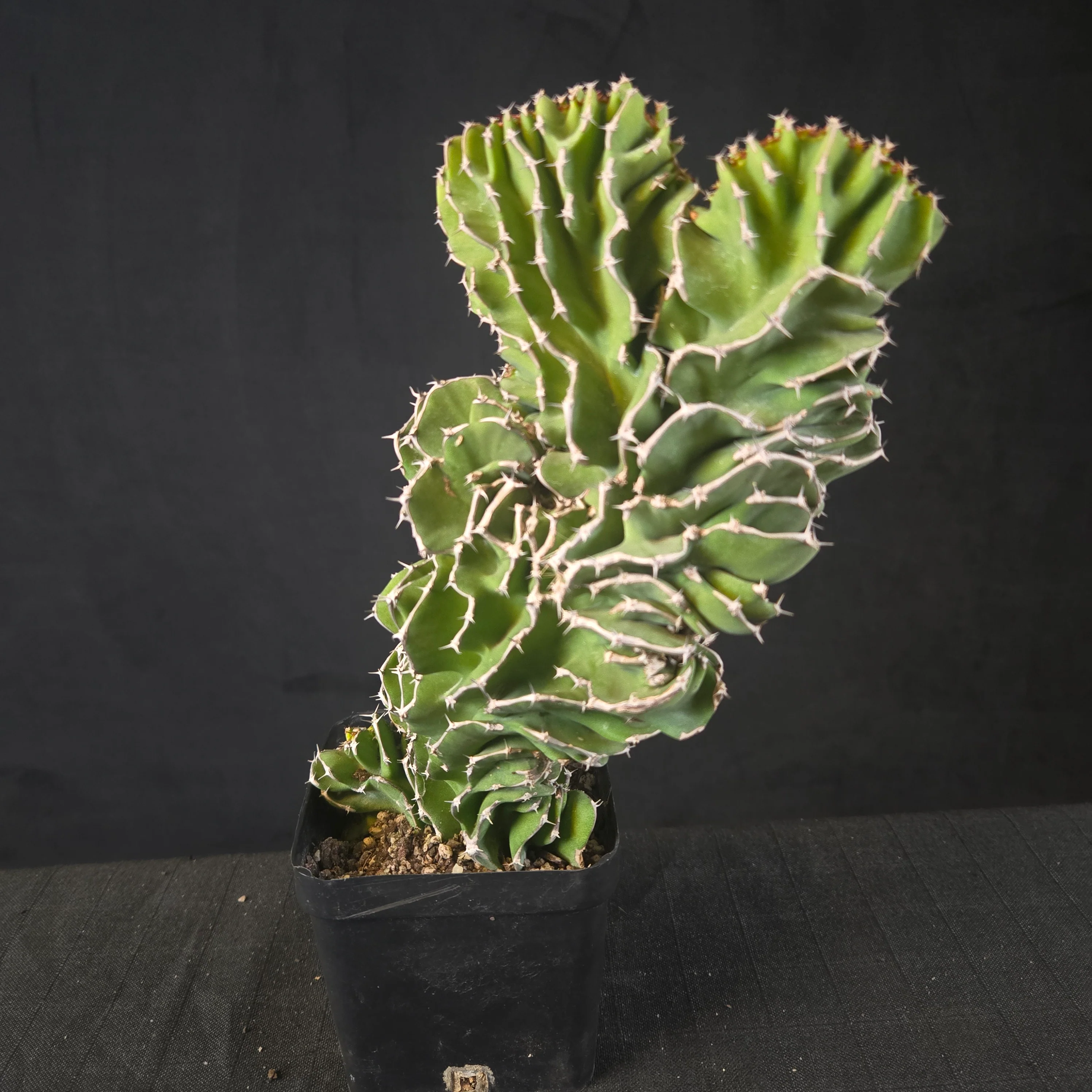 Euphorbia kibwezensis (WA prohibited)