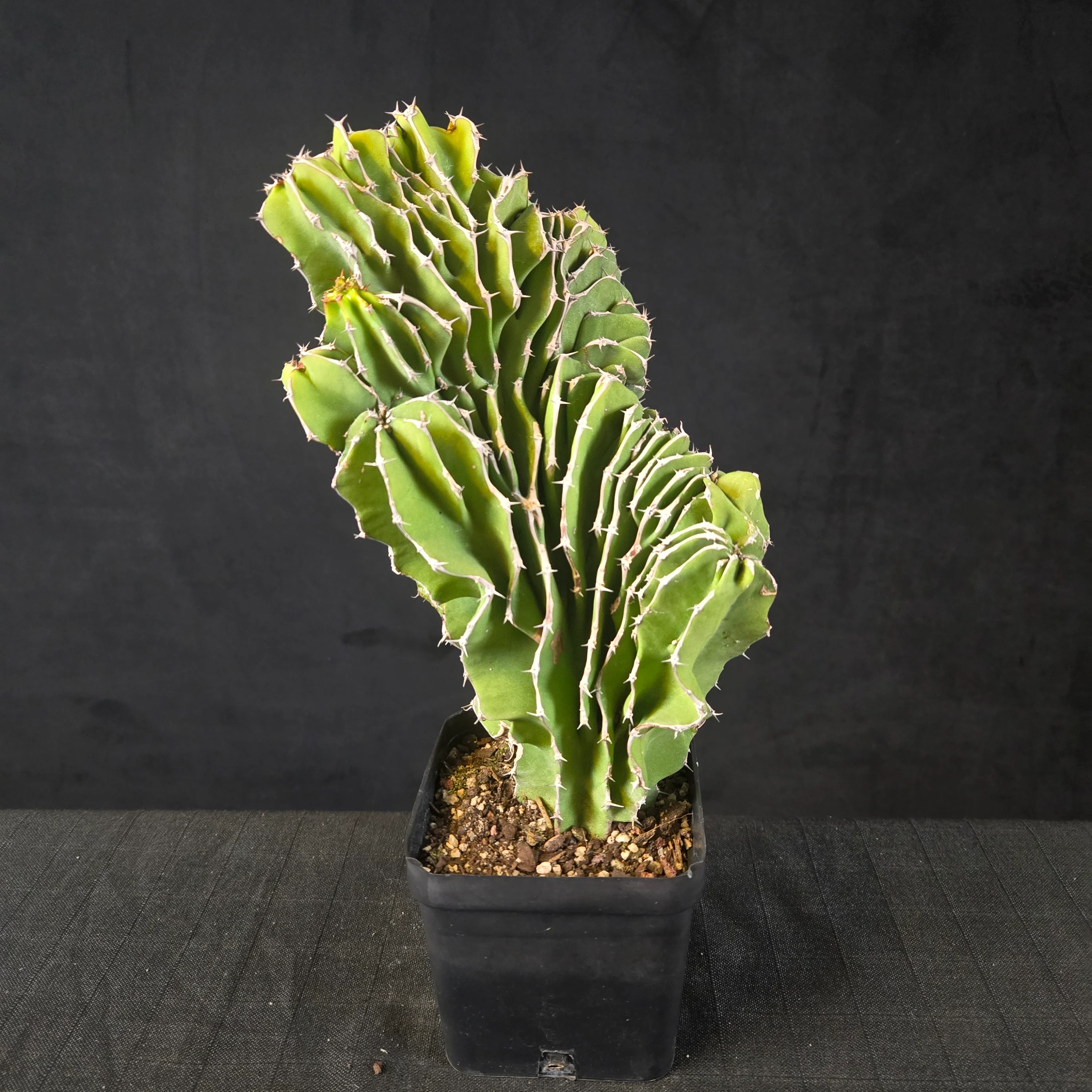 Euphorbia kibwezensis (WA prohibited) - Image 2