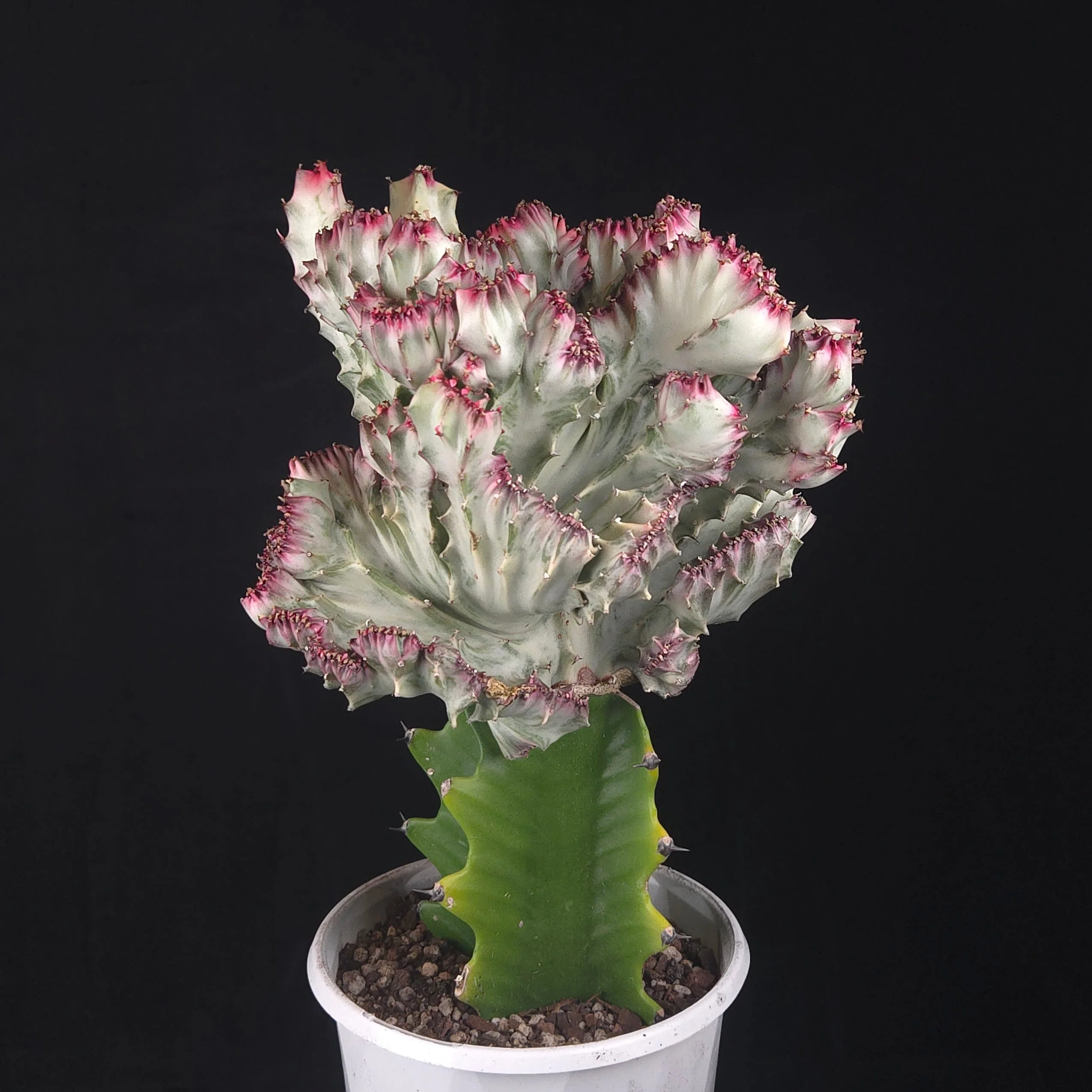 Euphorbia lactea 'Cristata Variegata' - The Coral Cactus (WA Prohibited) - One Off Specials - Image 3