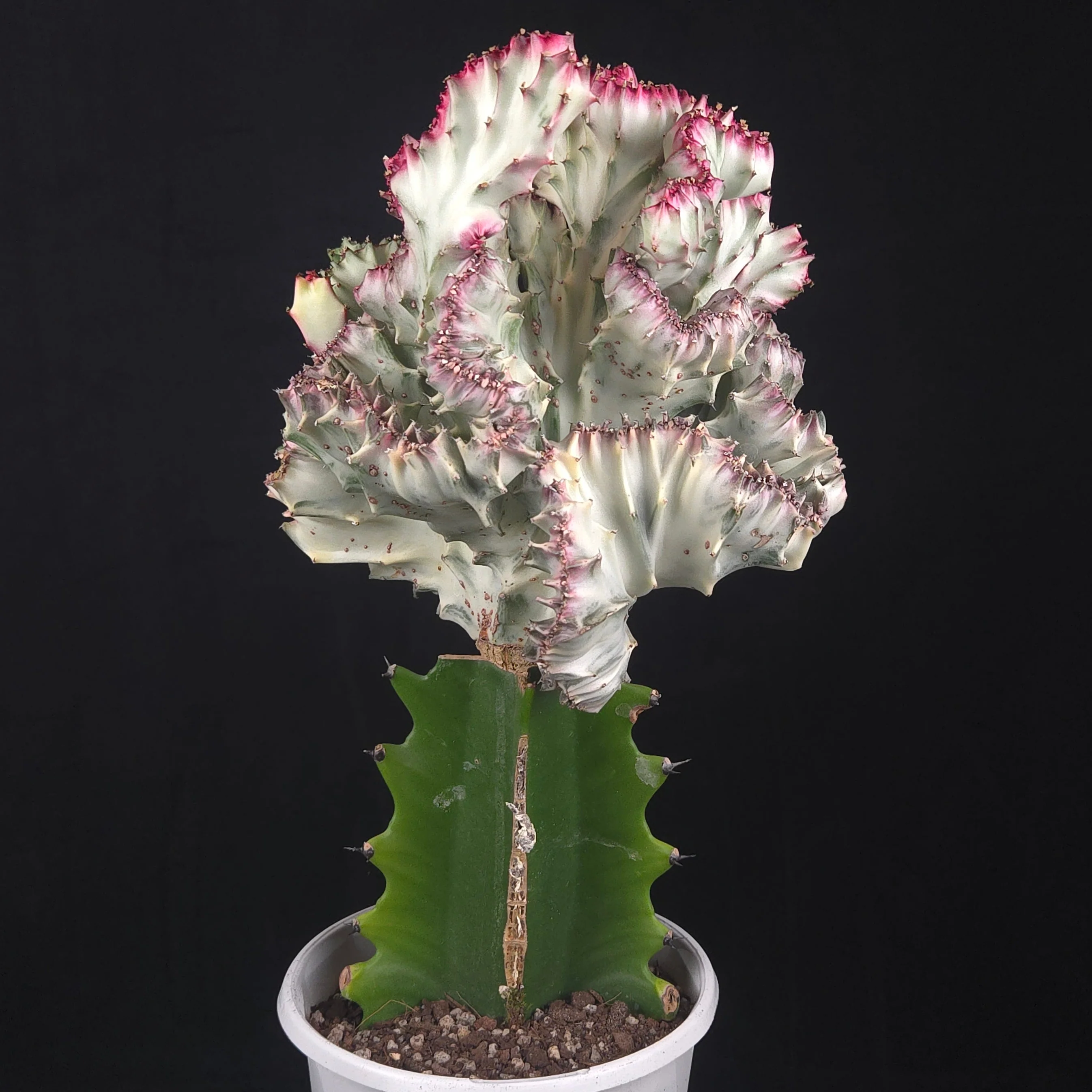 Euphorbia lactea 'Cristata Variegata' - The Coral Cactus (WA Prohibited) - One Off Specials - Image 4