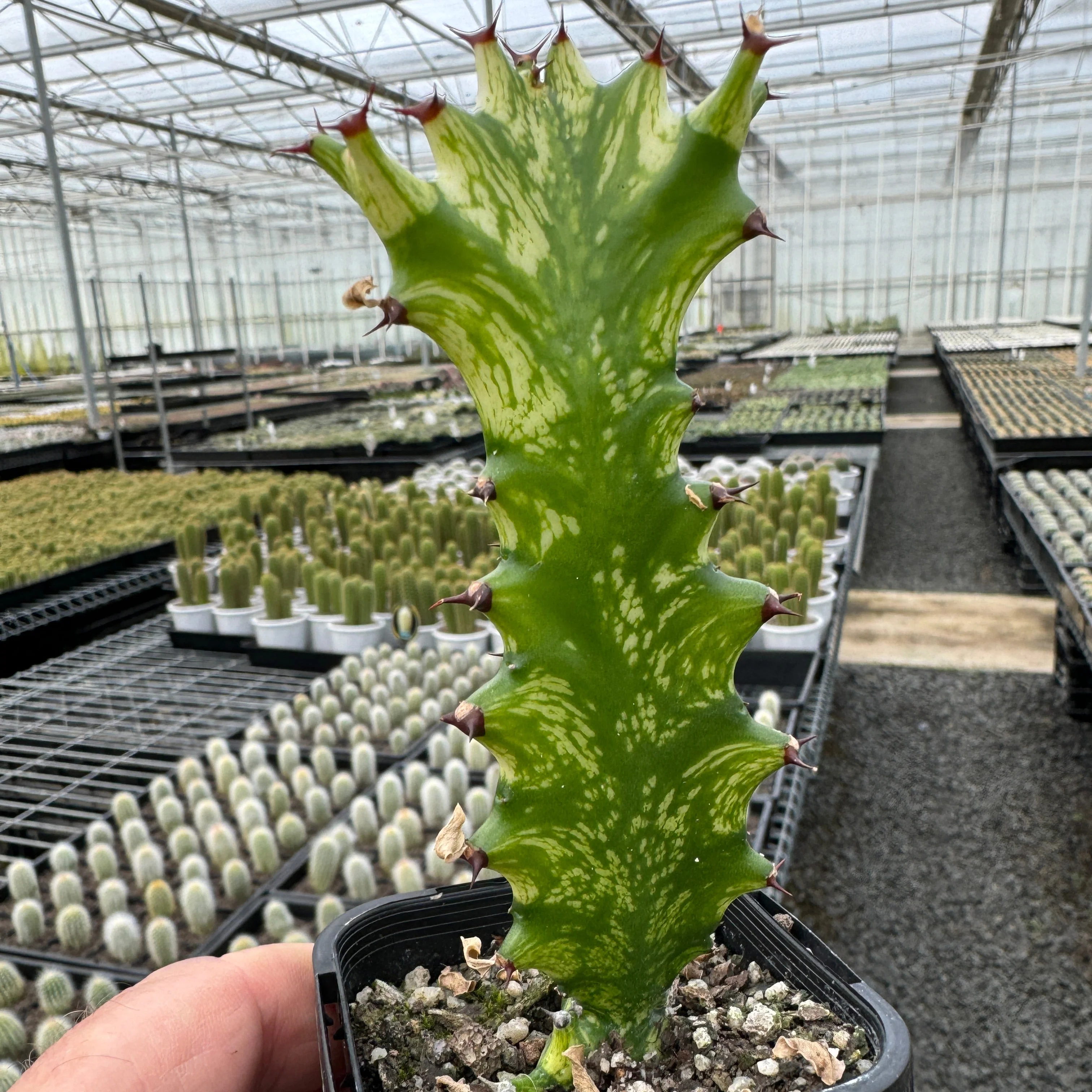 Euphorbia lactea 'Dragon Bones' Variegated (WA Prohibited) - Image 2