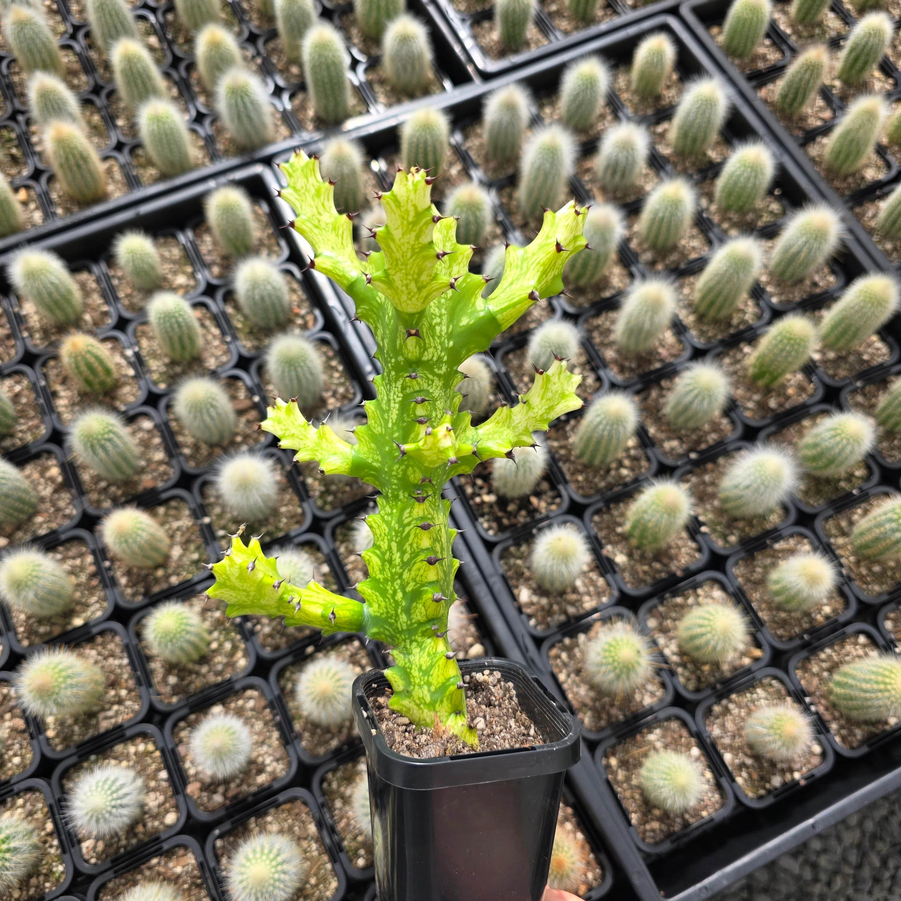 Euphorbia lactea 'Dragon Bones' Variegated (WA Prohibited) - Image 3
