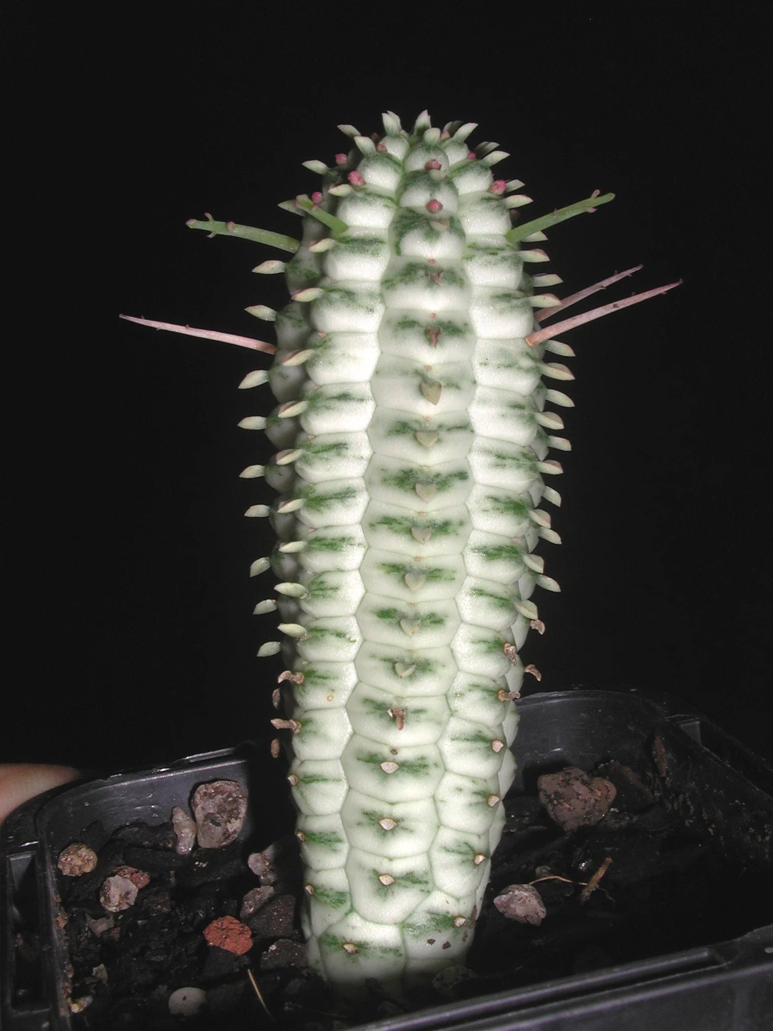Euphorbia mammillaris 'Corn Cob' (WA Prohibited)