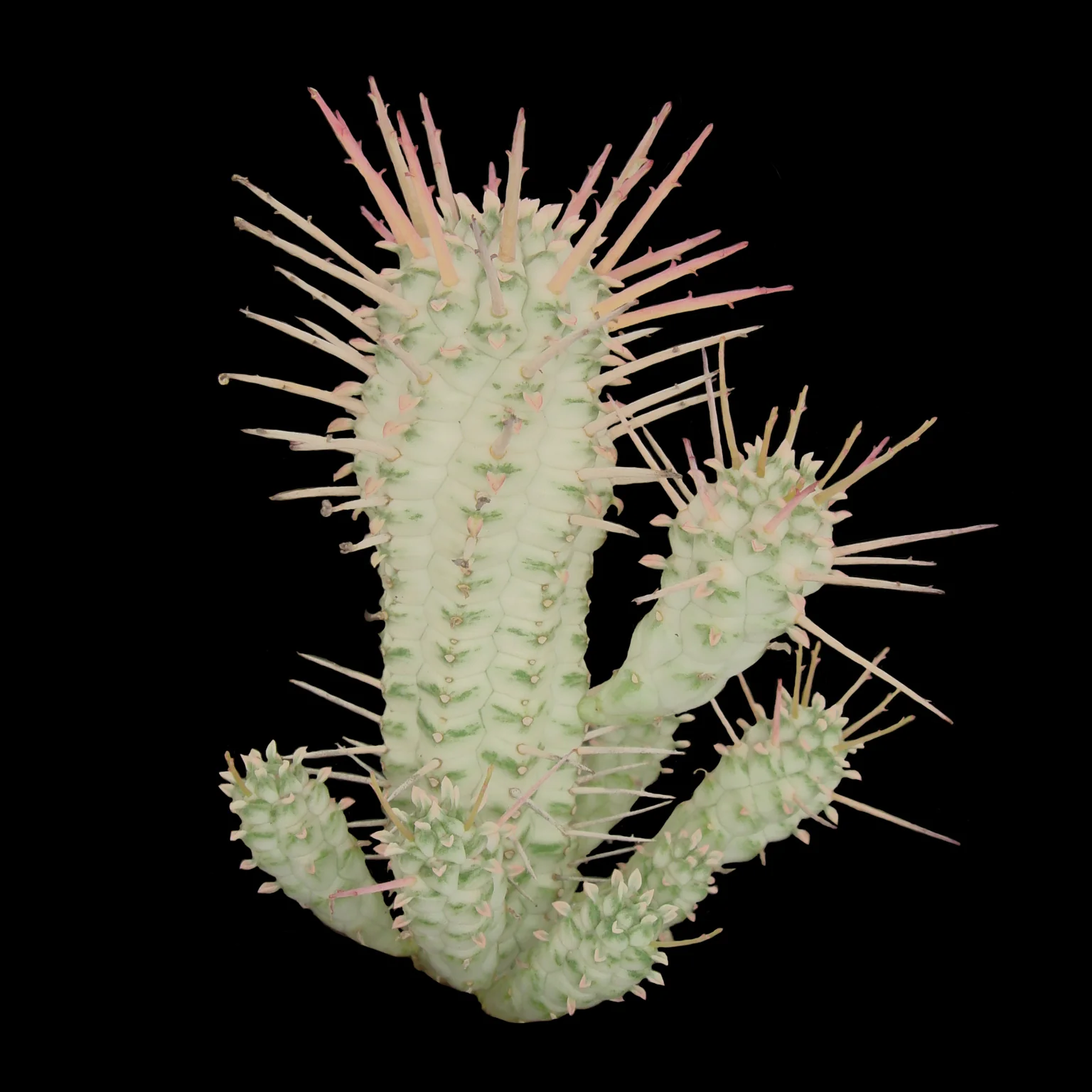 Euphorbia mammillaris 'Corn Cob' (WA Prohibited) - Image 2