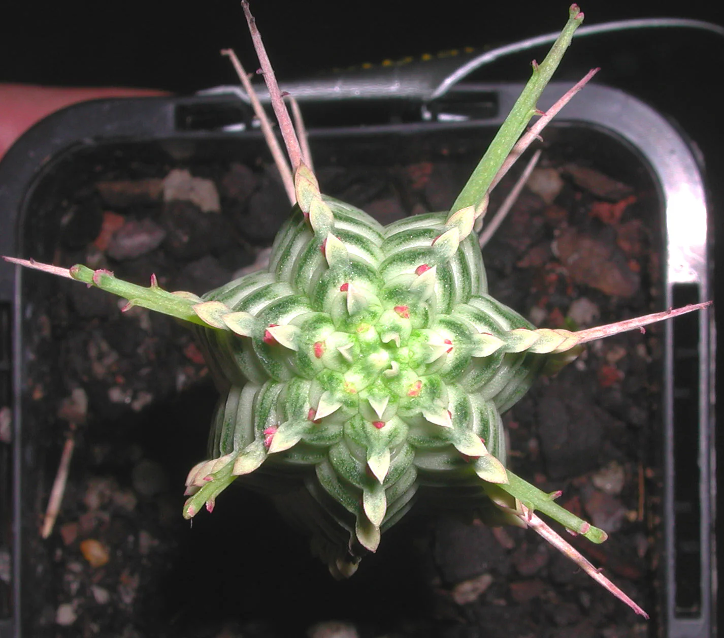 Euphorbia mammillaris 'Corn Cob' (WA Prohibited) - Image 3