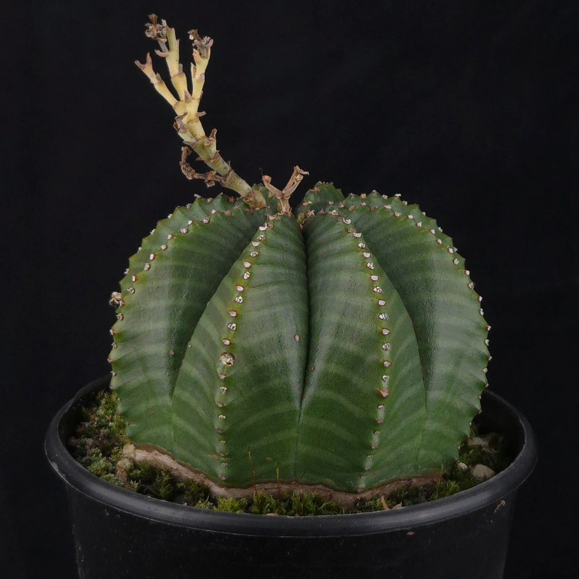Euphorbia meloformis (WA Prohibited) - Image 3