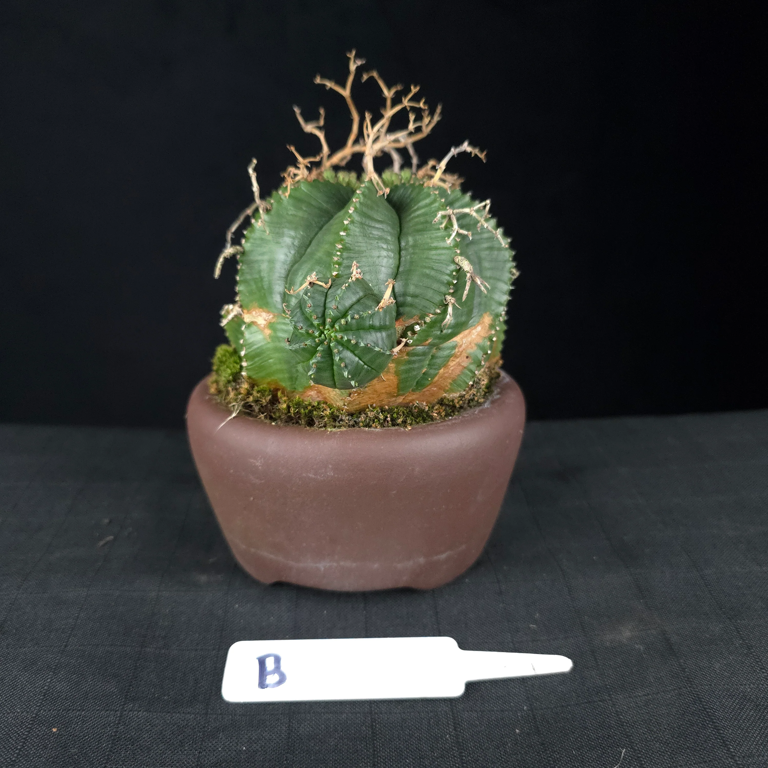 Euphorbia meloformis One Off Specials (WA Prohibited) - Image 10