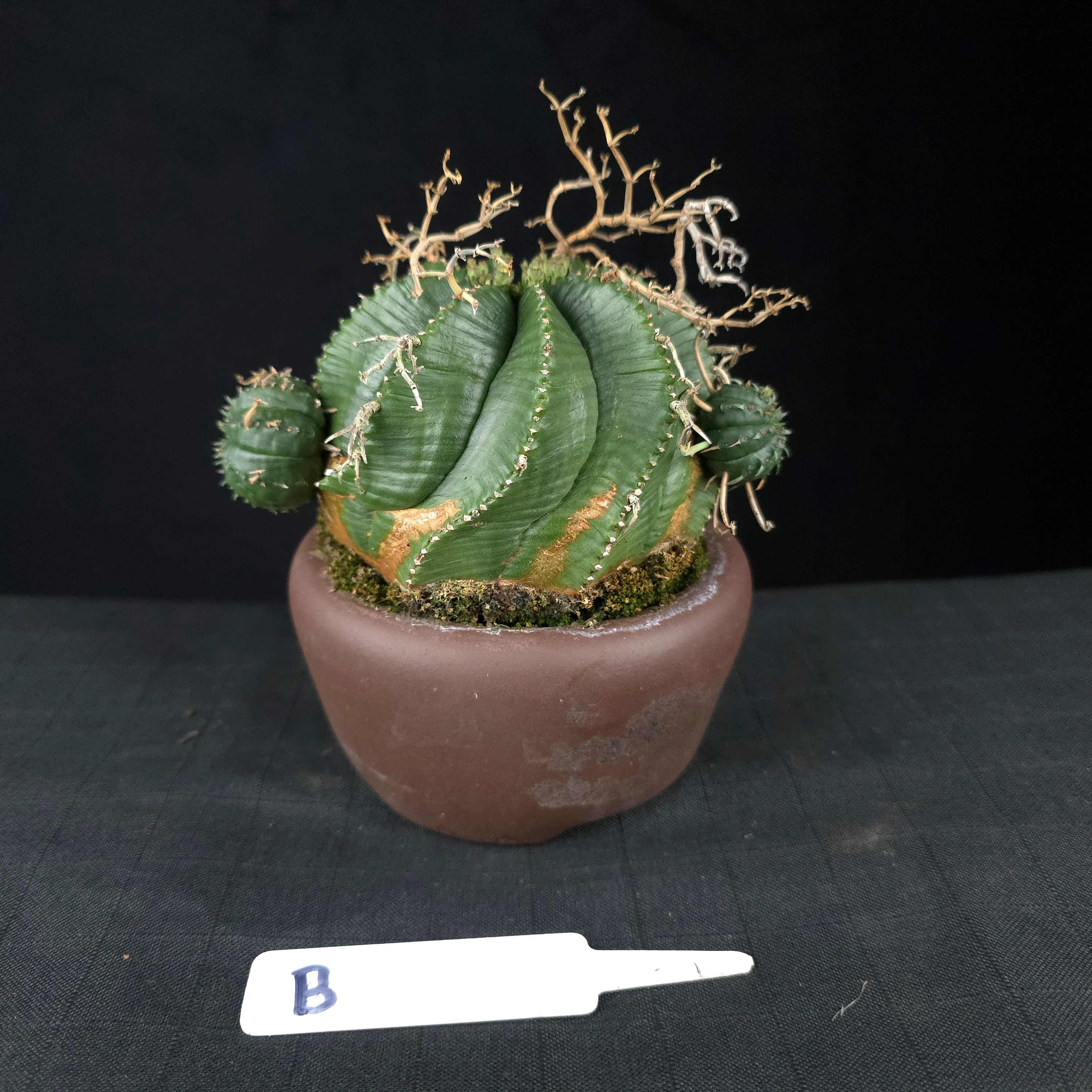 Euphorbia meloformis One Off Specials (WA Prohibited) - Image 11