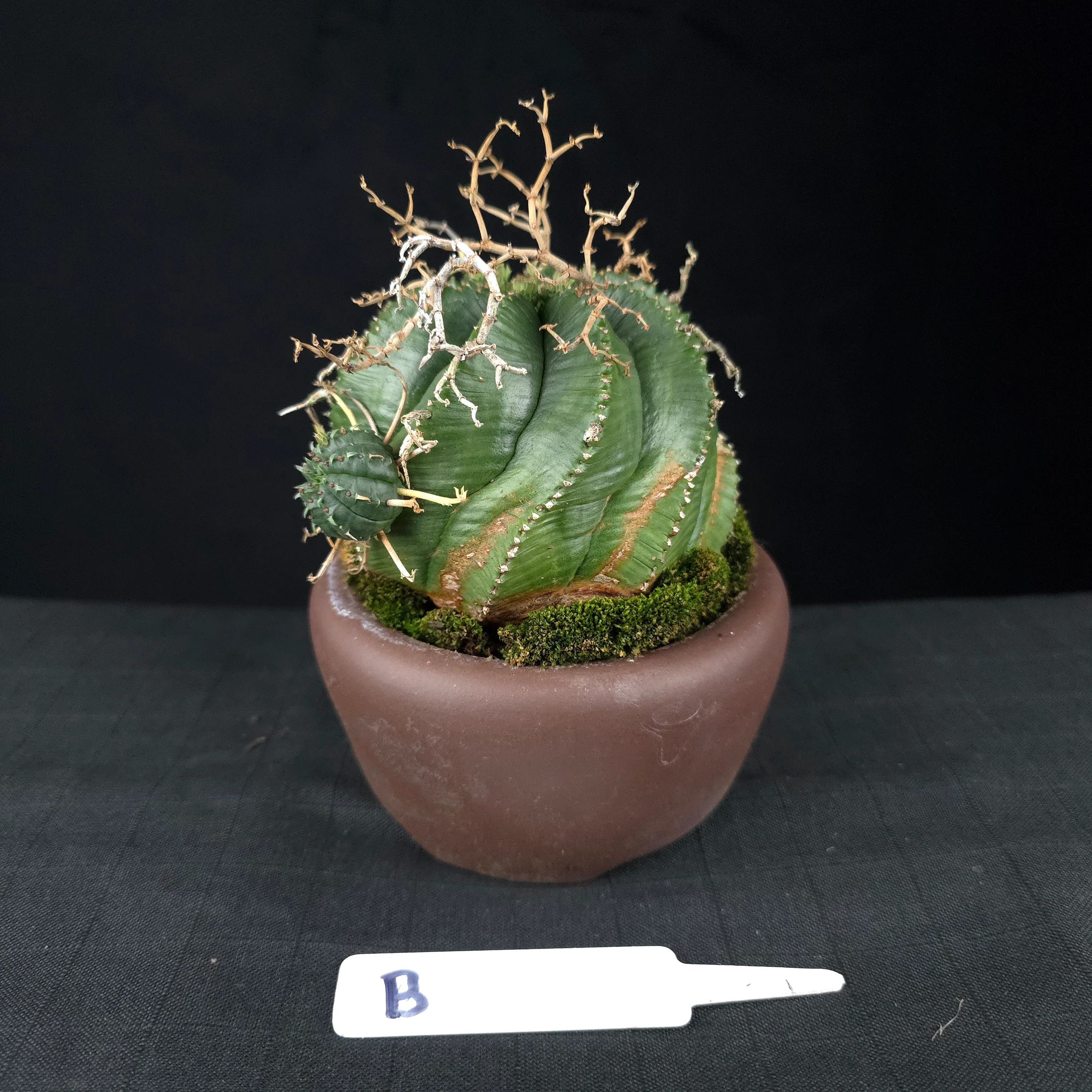 Euphorbia meloformis One Off Specials (WA Prohibited) - Image 12