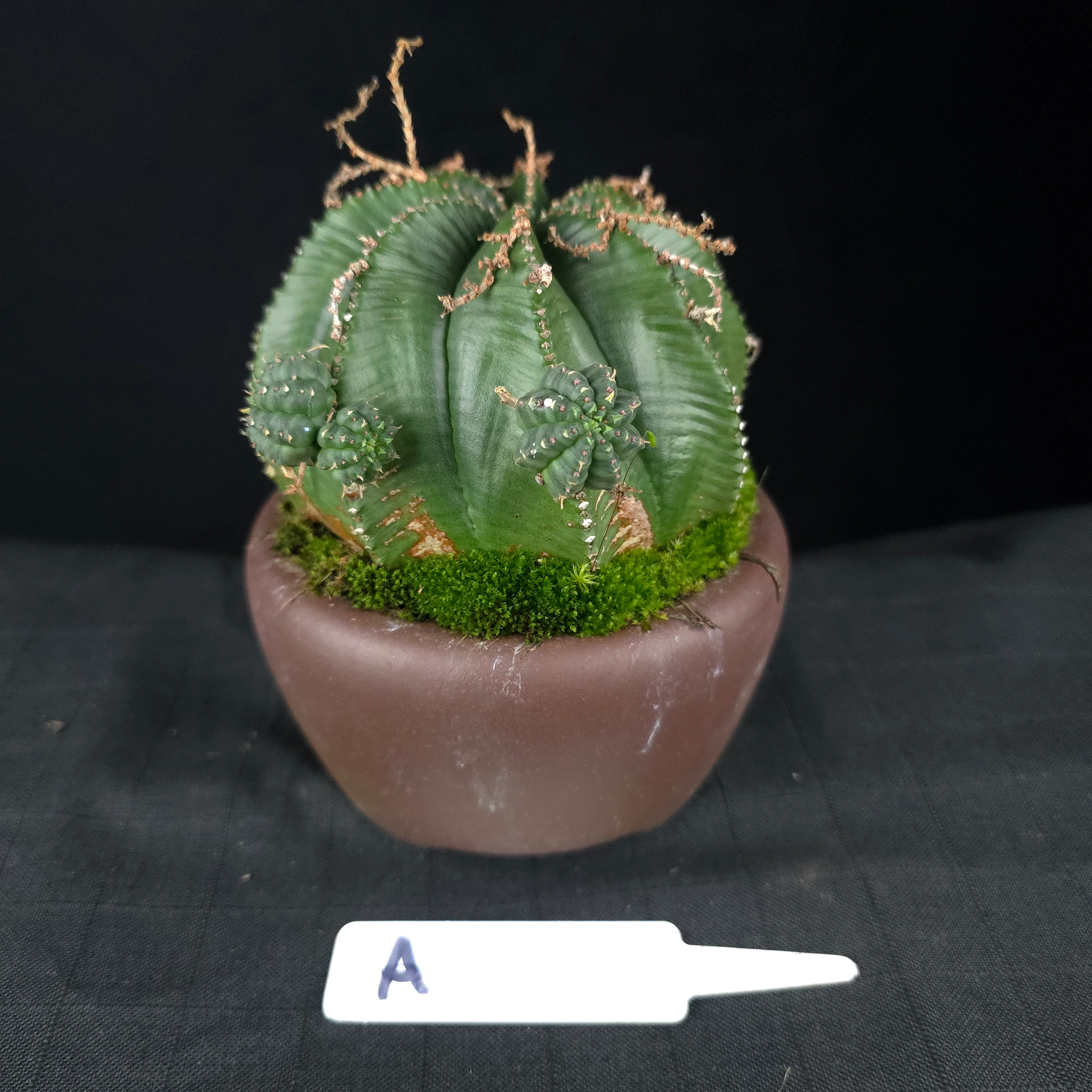 Euphorbia meloformis One Off Specials (WA Prohibited) - Image 3