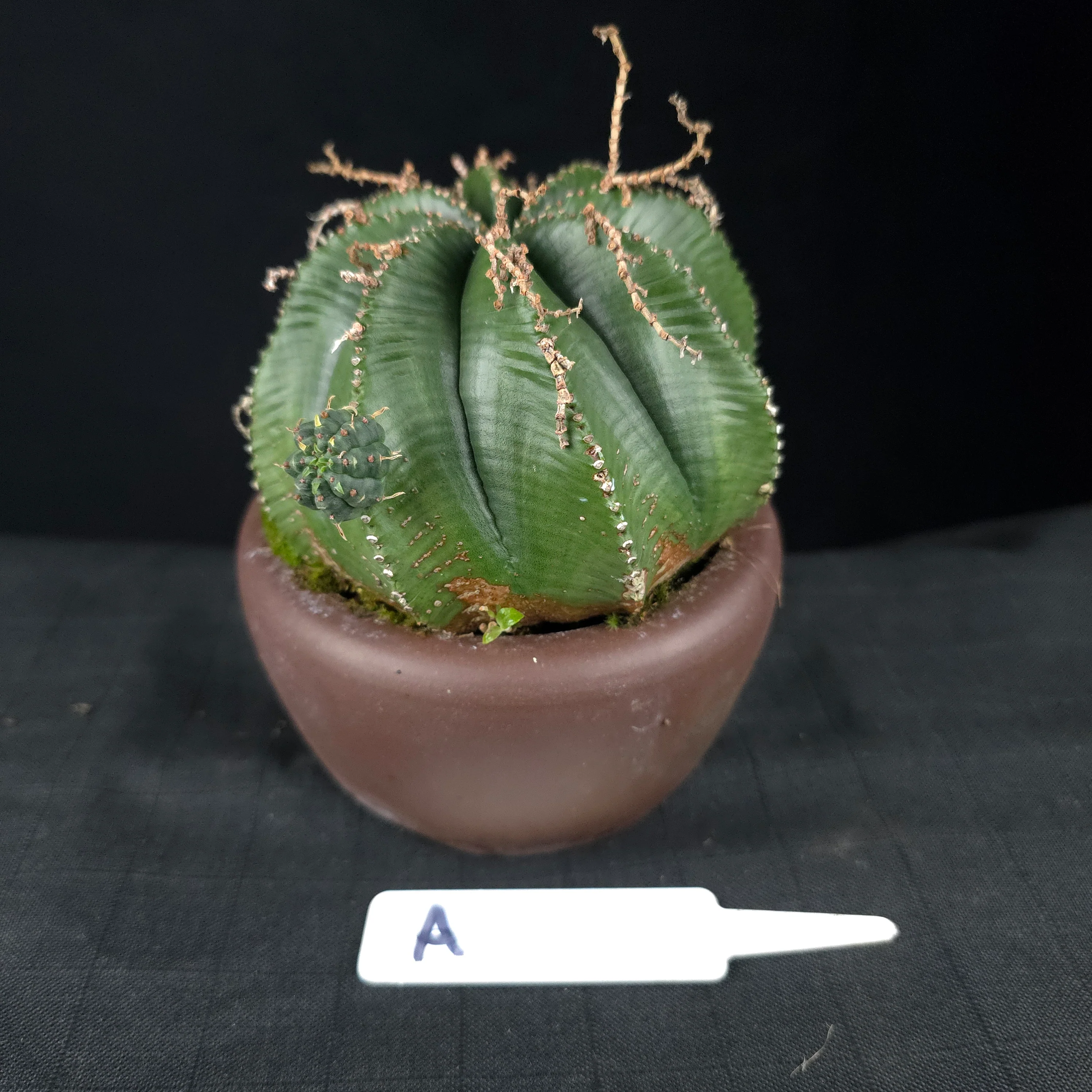 Euphorbia meloformis One Off Specials (WA Prohibited) - Image 4