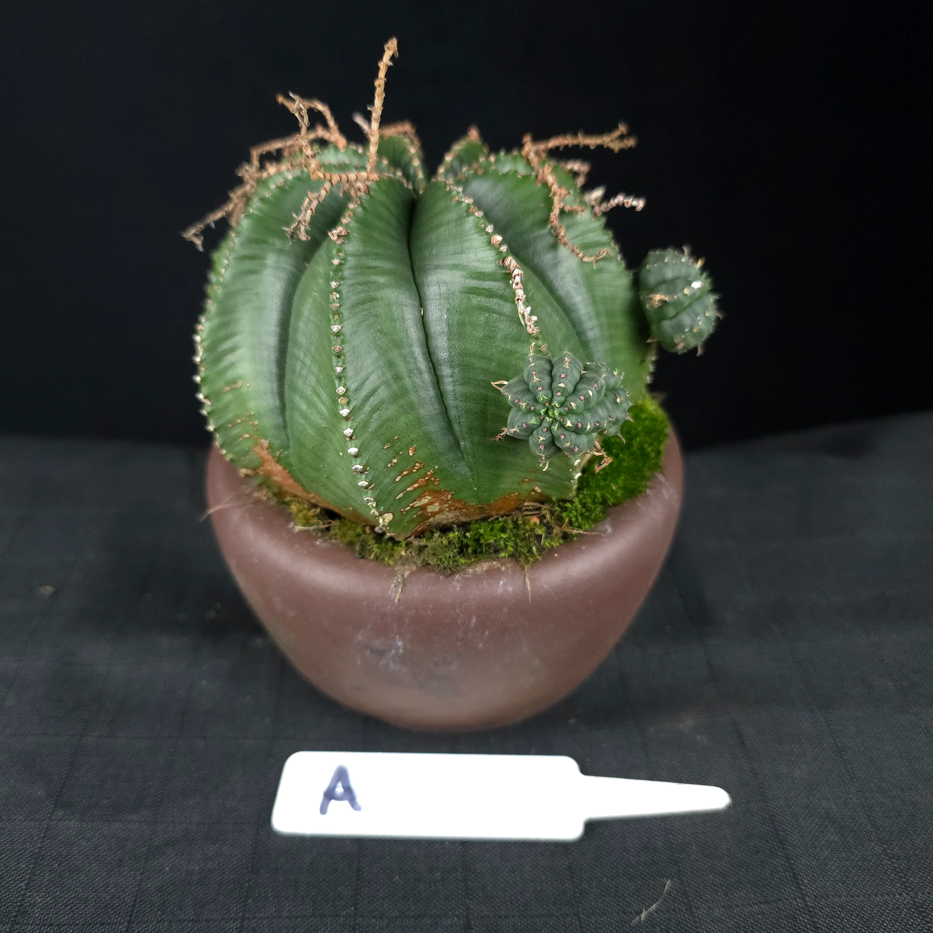 Euphorbia meloformis One Off Specials (WA Prohibited) - Image 5