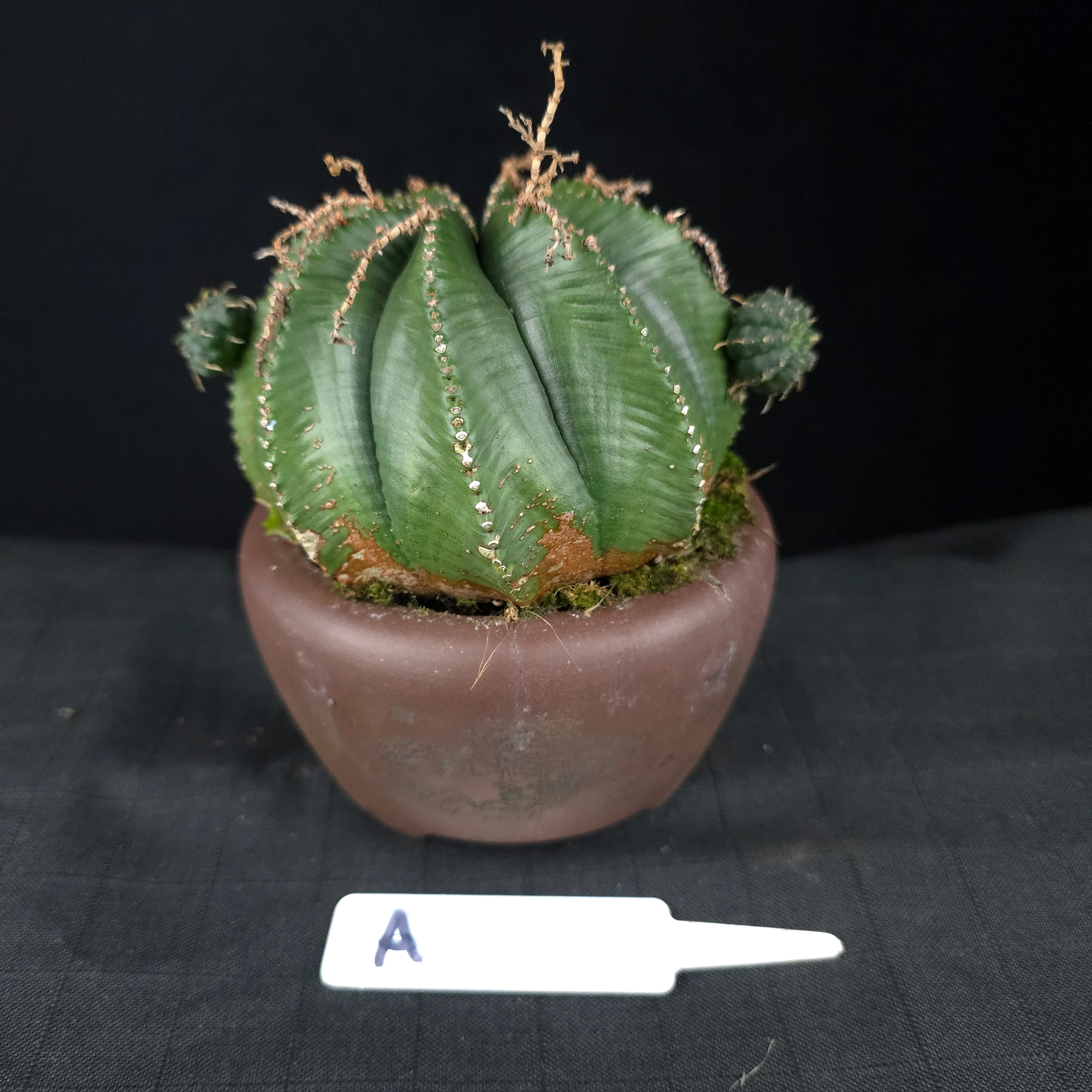 Euphorbia meloformis One Off Specials (WA Prohibited) - Image 6