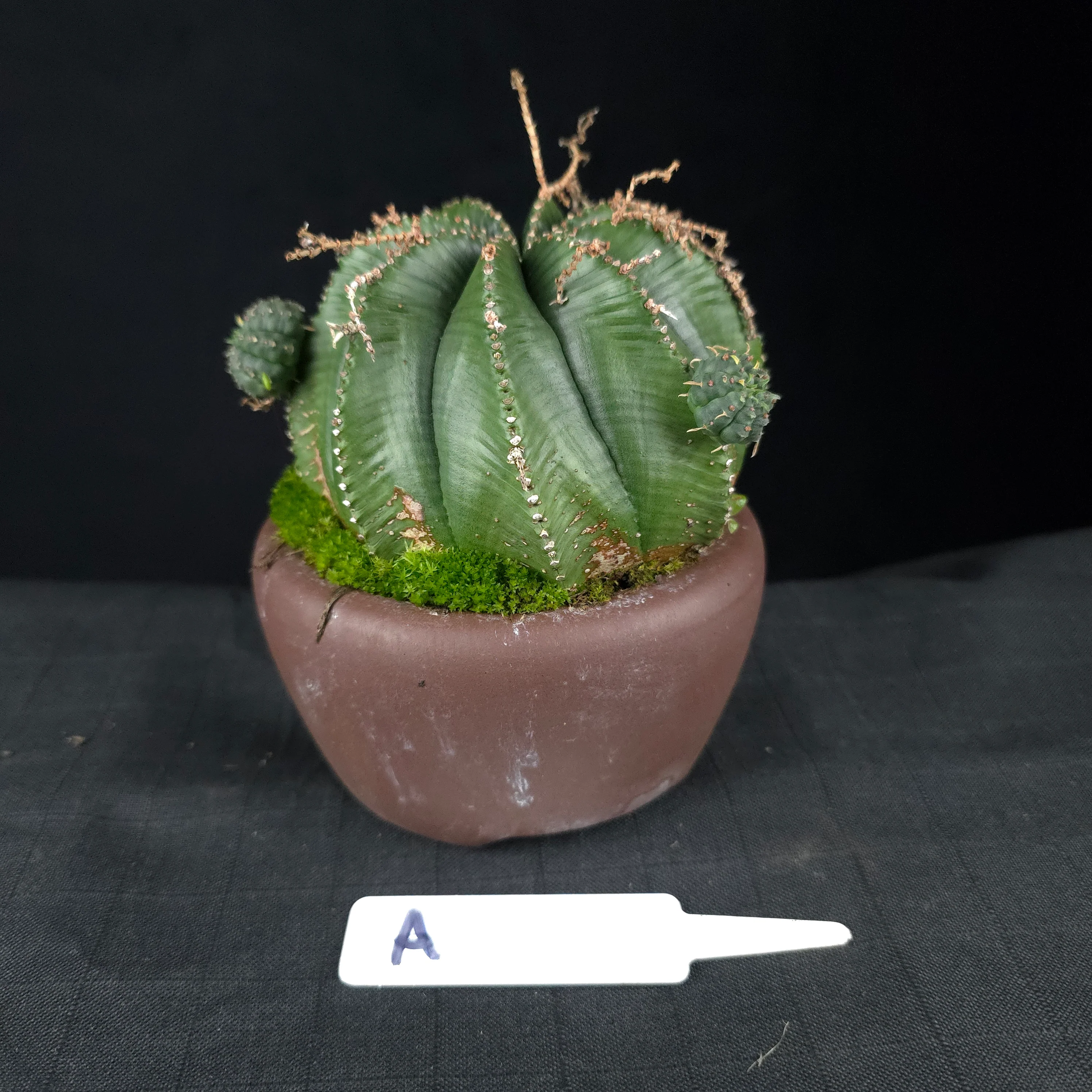Euphorbia meloformis One Off Specials (WA Prohibited) - Image 7